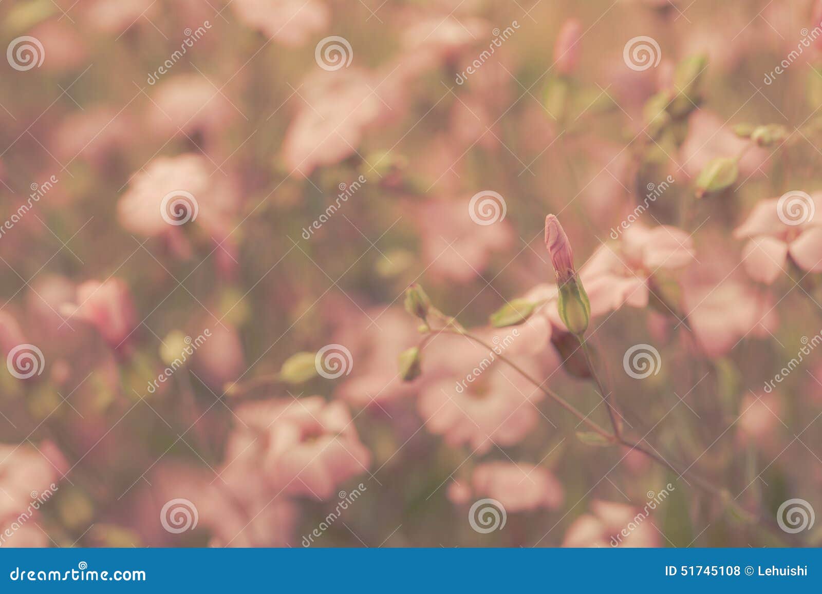 Pink Retro Flowers Background Stock Photo Image of petal, kindness