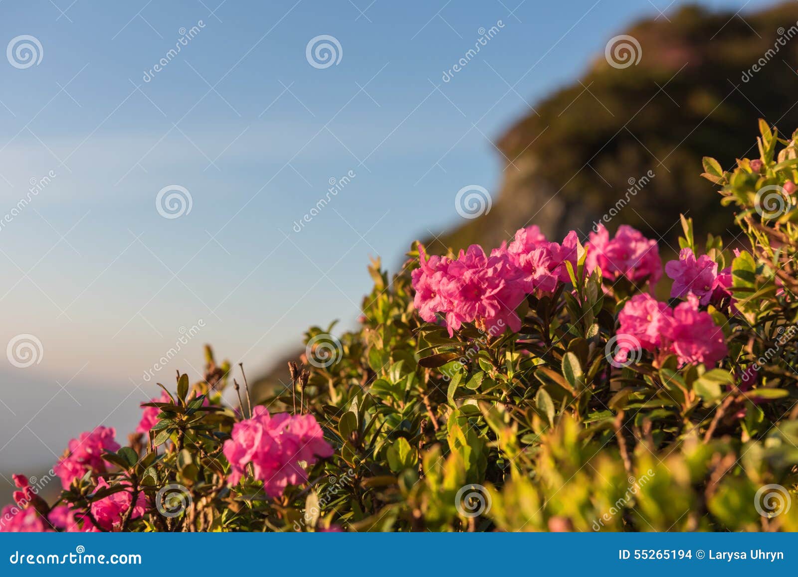 Pink Rhododendron Flowers On The Mountainside Stock Photo Image Of