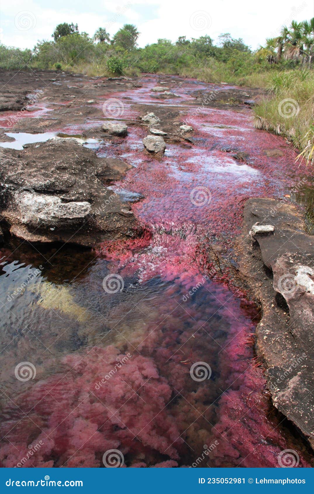 pink river cano cristales