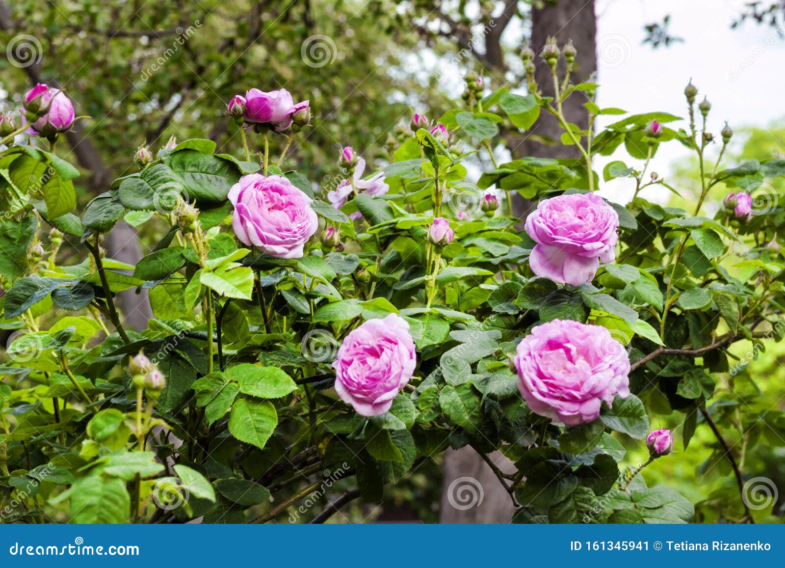 rosa centifolia rose des peintres flowers in summer garden