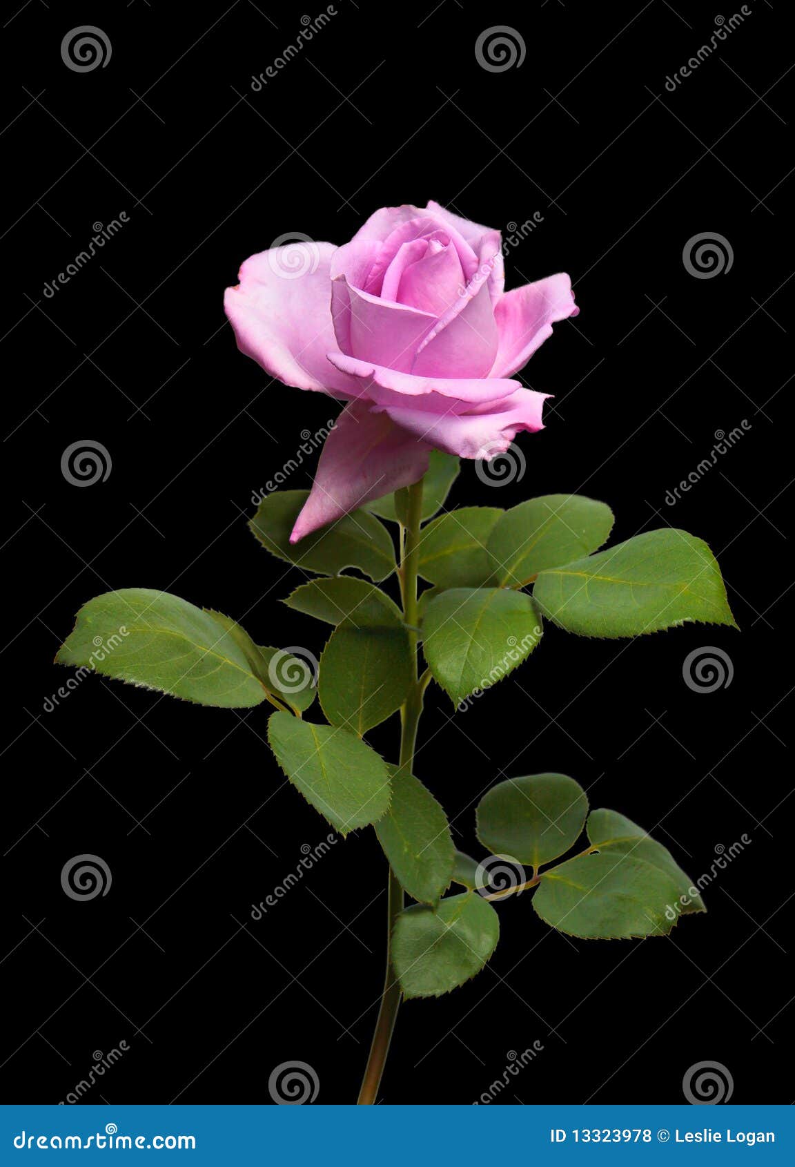 5,736 Rose Stems Stock Photos - Free & Royalty-Free Stock Photos from  Dreamstime