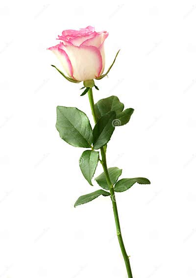 Pink rose stock photo. Image of single, rose, green, beautiful - 17872662