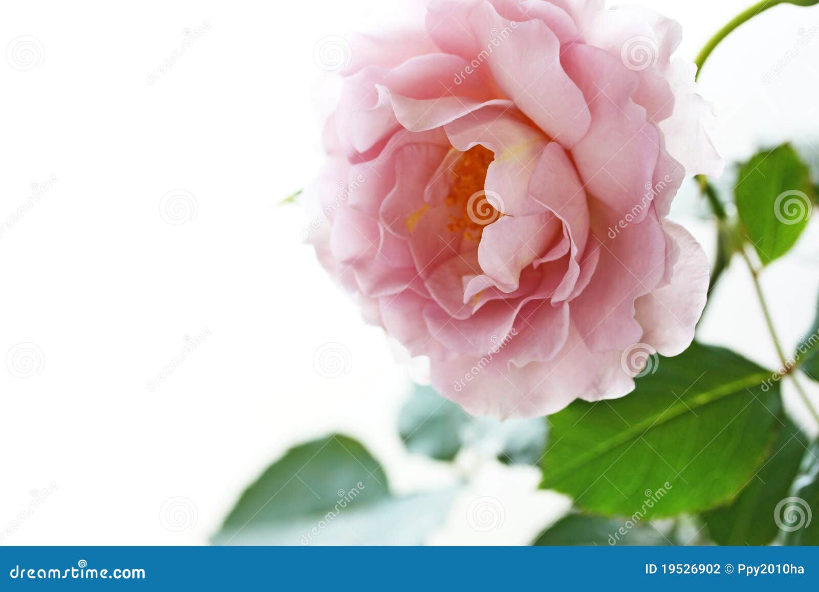 30,275 Daisy Rose Stock Photos - Free & Royalty-Free Stock Photos from  Dreamstime