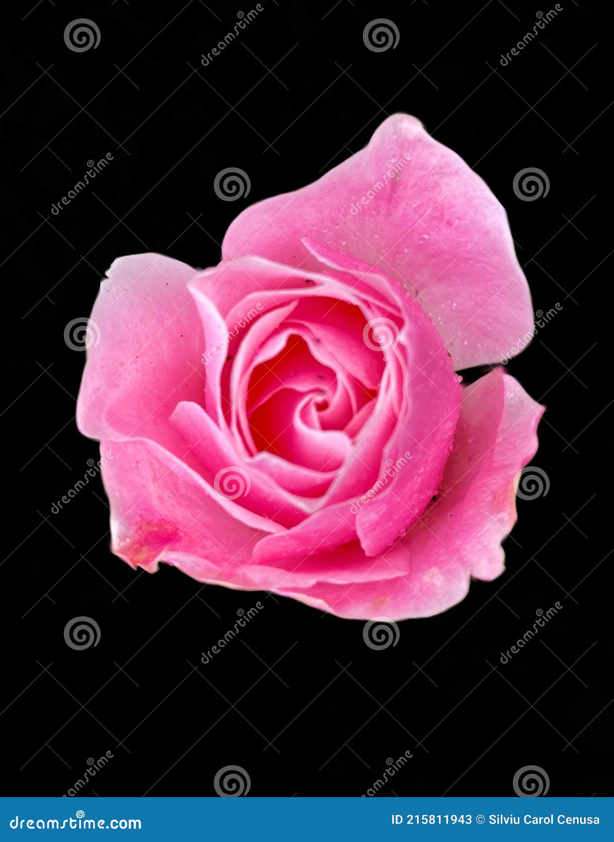 Pink Rose on Black Background Stock Image - Image of romance, nubes