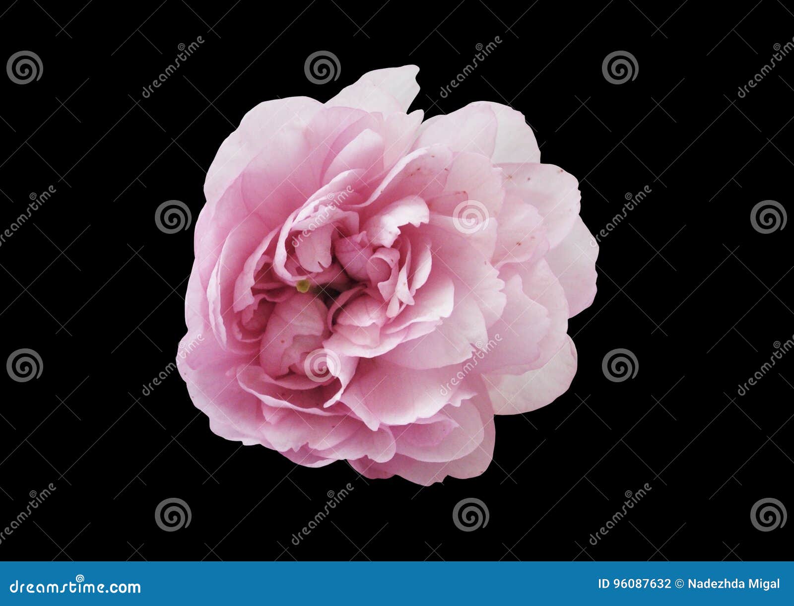 Pink Rose on Black Background Stock Photo - Image of background, black