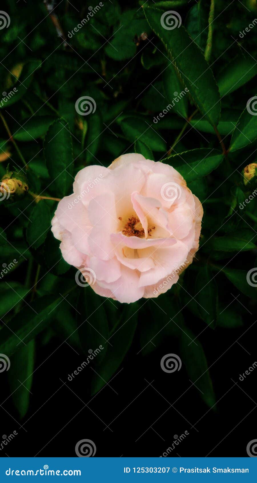 Pink rose blossoming stock image. Image of blossoming - 125303207