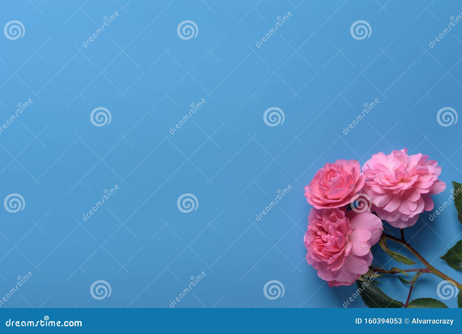 Pink Rose Blue Background Stock Photos - Download 39,175 Royalty Free ...