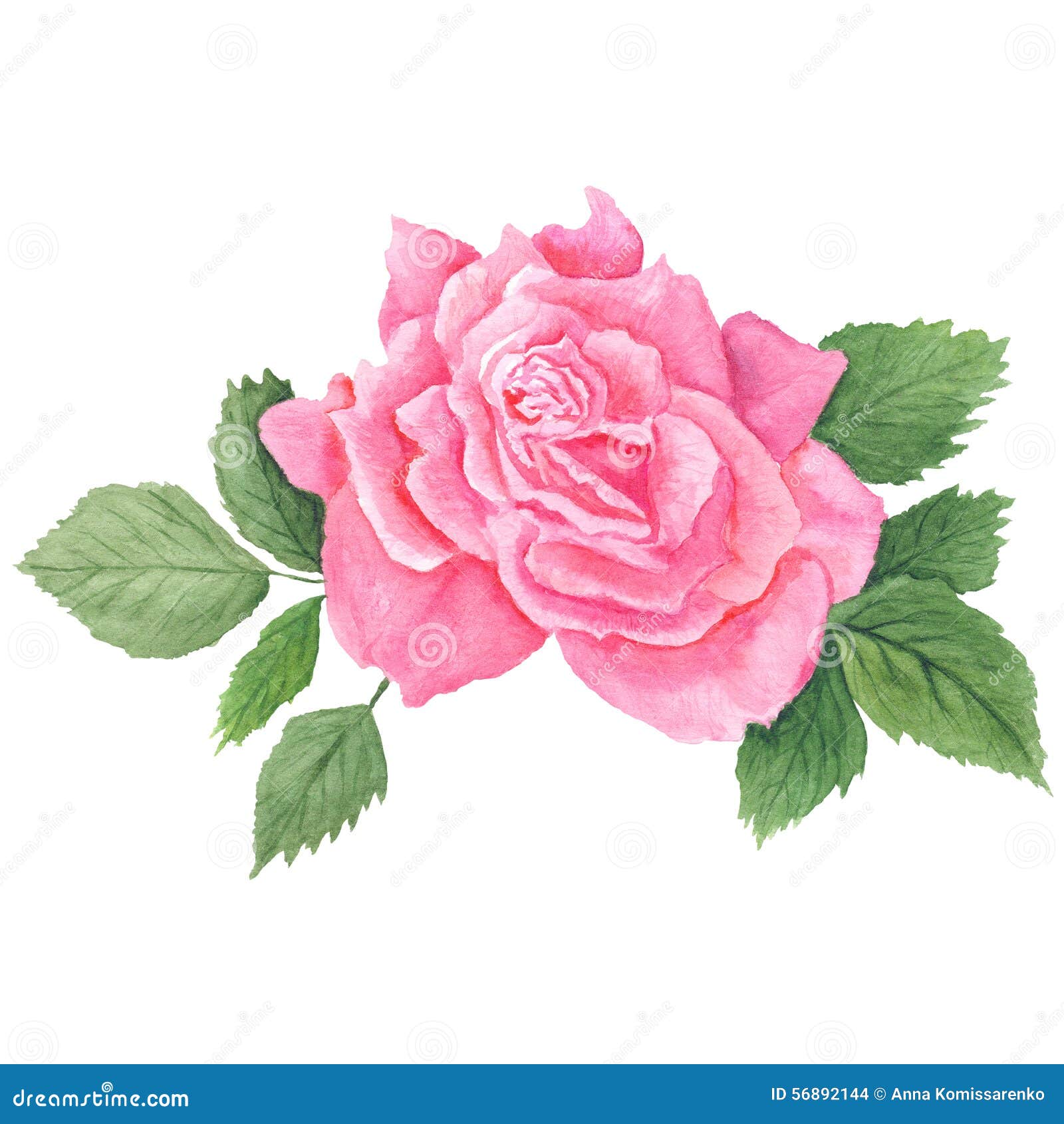 Pink Rose Botanical Illustration Stock Illustration - Illustration of ...