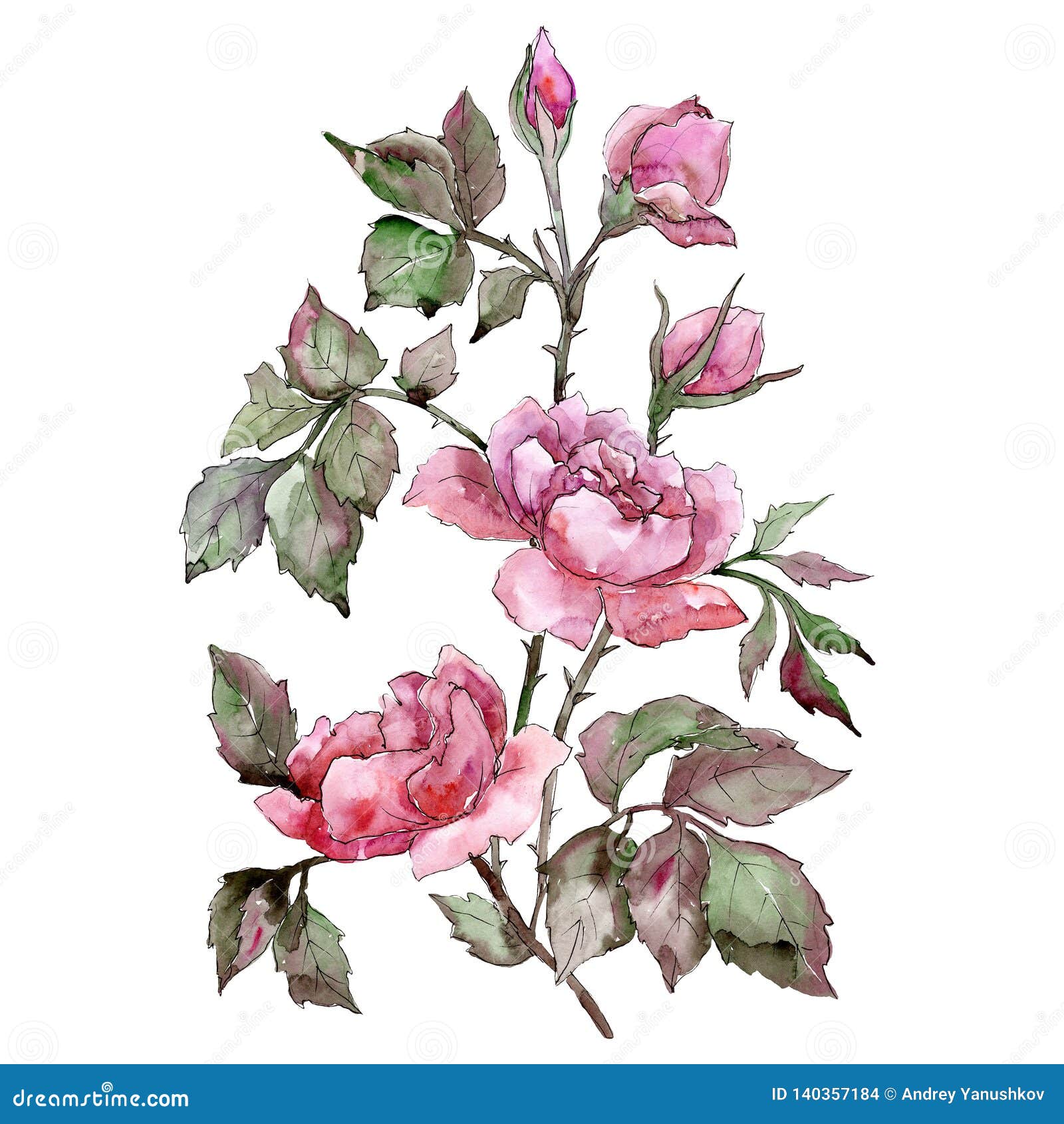 Download Pink Rose Bouquet Floral Botanical Flower. Watercolor ...