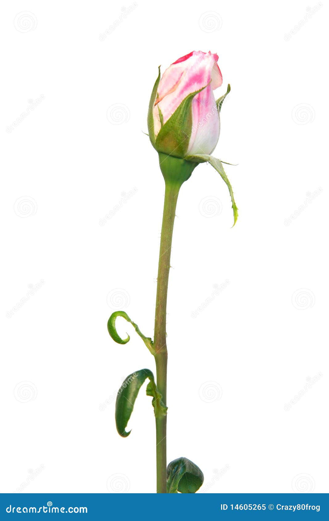 Pink rose bud stock image. Image of beauty, macro, cerise 14605265