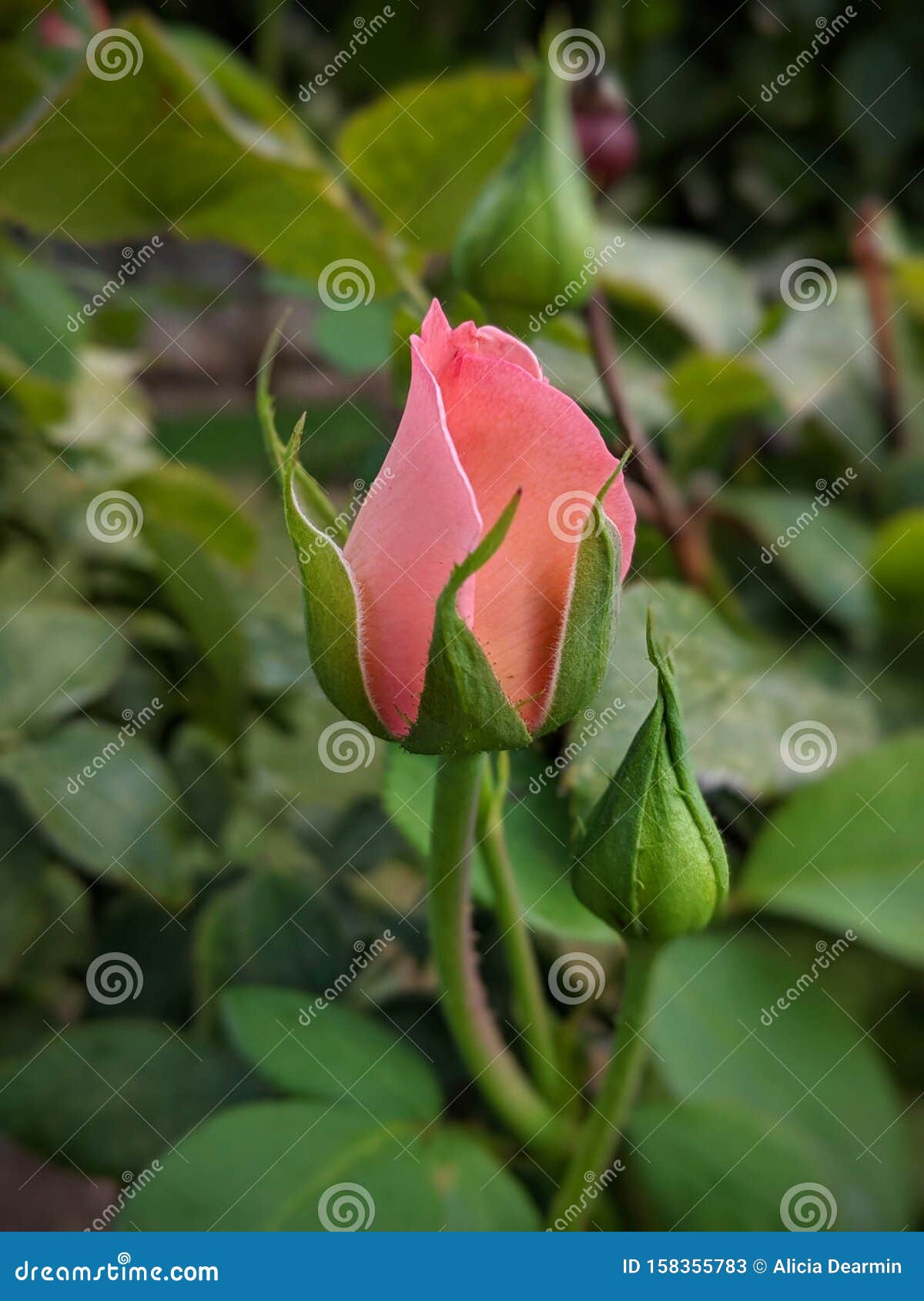 PINK ROSE BUDS (ROSEBUDS), FLOWERS