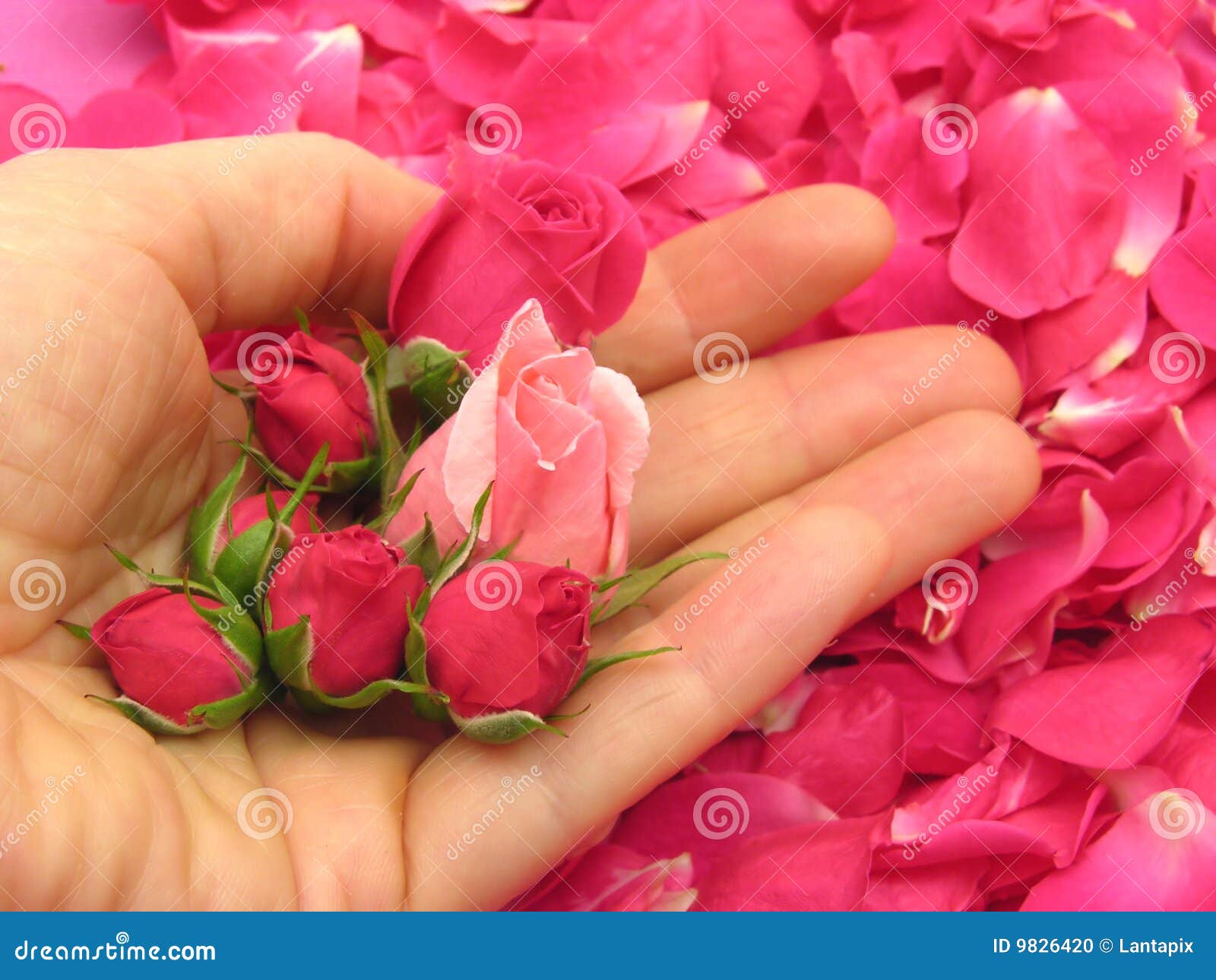 Pink Rose Buds in an Open Hand Stock Photo Image of pink, flower 9826420