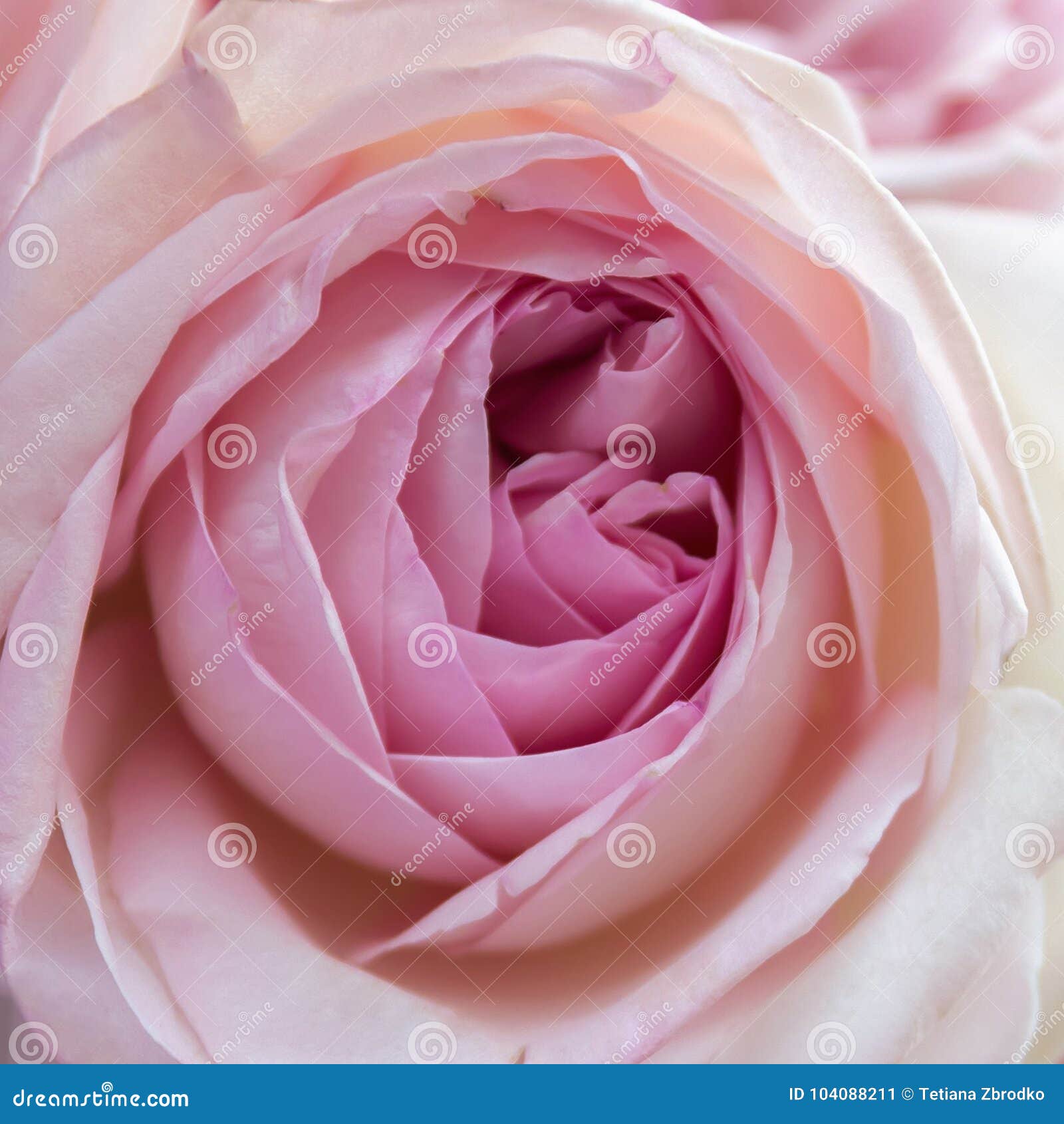 Pink Rose Close Up Stock Image Image Of Head Bloom