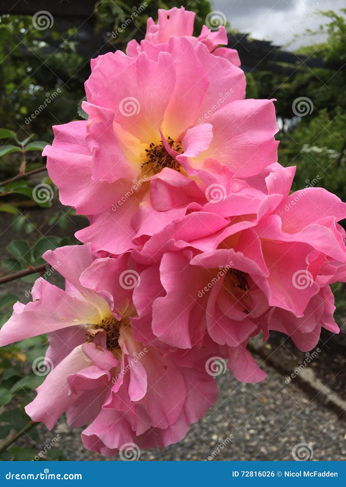 Pink rose cluster stock photo. Image of blooming, roses 72816026