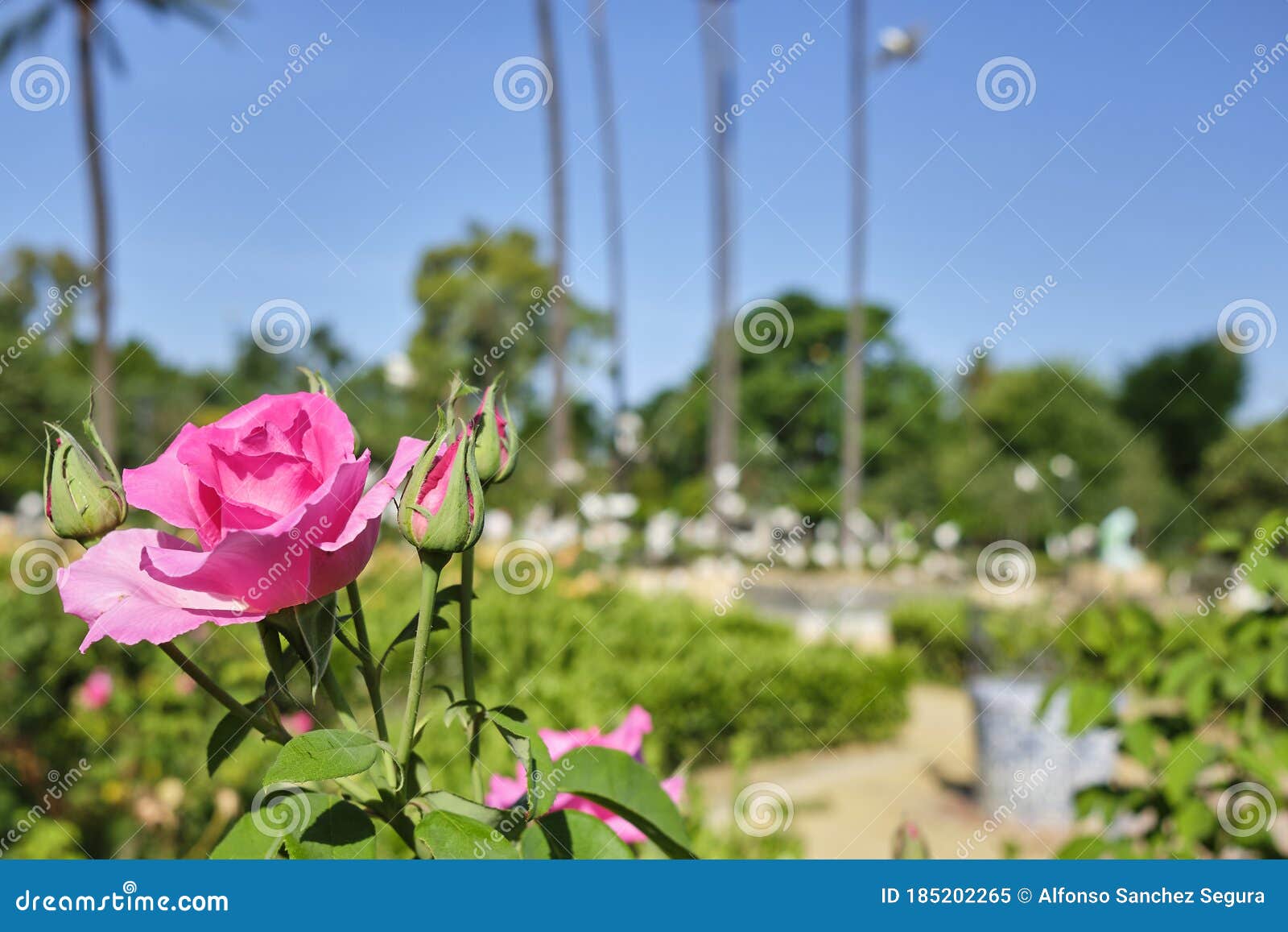 pink roses and cocoons with a blurred green park in the background