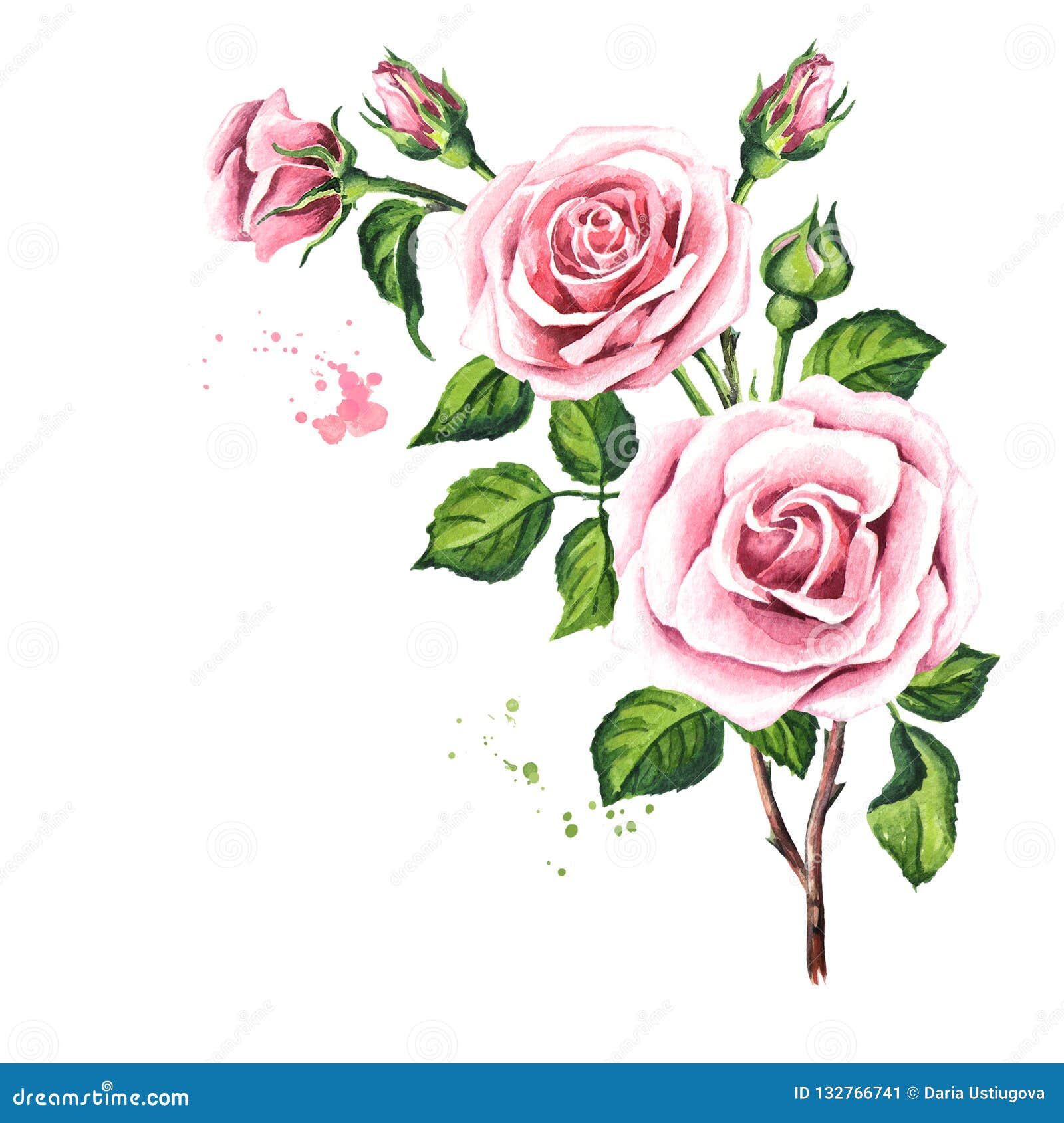 Pink Rose Composition. Watercolor Hand Drawn Illustration, Isolated On ...