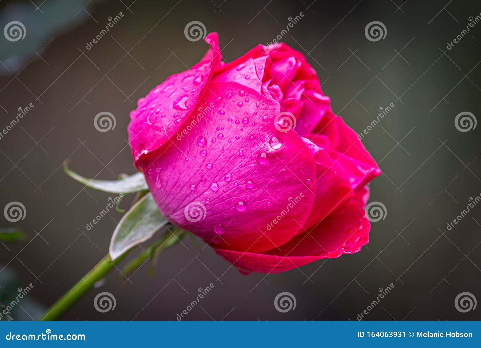 A Pink Rose stock image. Image of background, field - 164063931