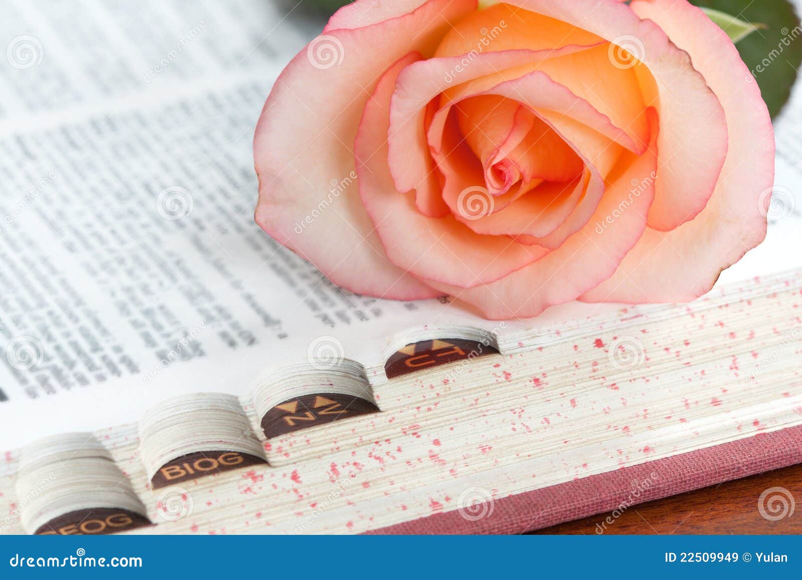 A Pink Rose on of a Dictionary Stock Image Image of cover, literary