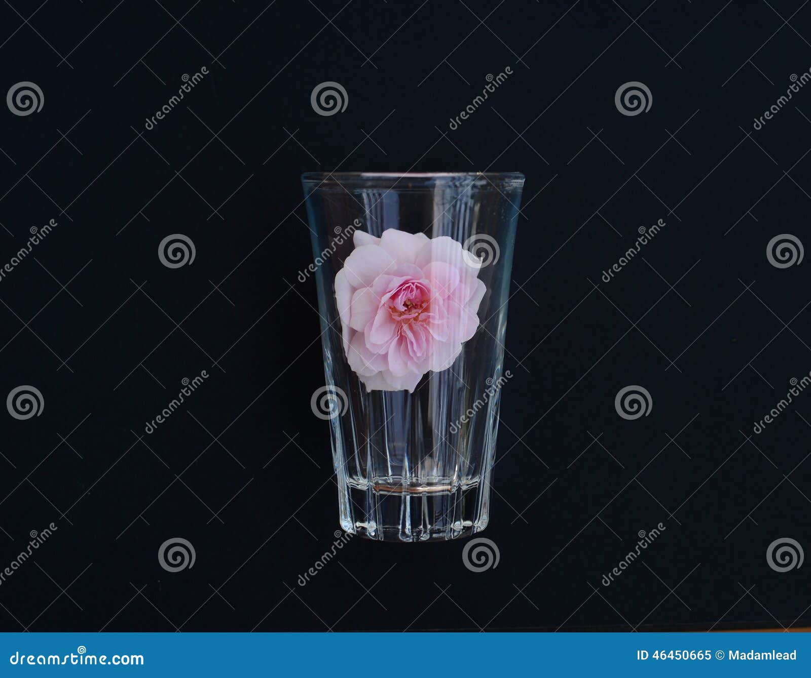 Pink Rose in Drinking Glass Stock Image Image of pink, floral 46450665