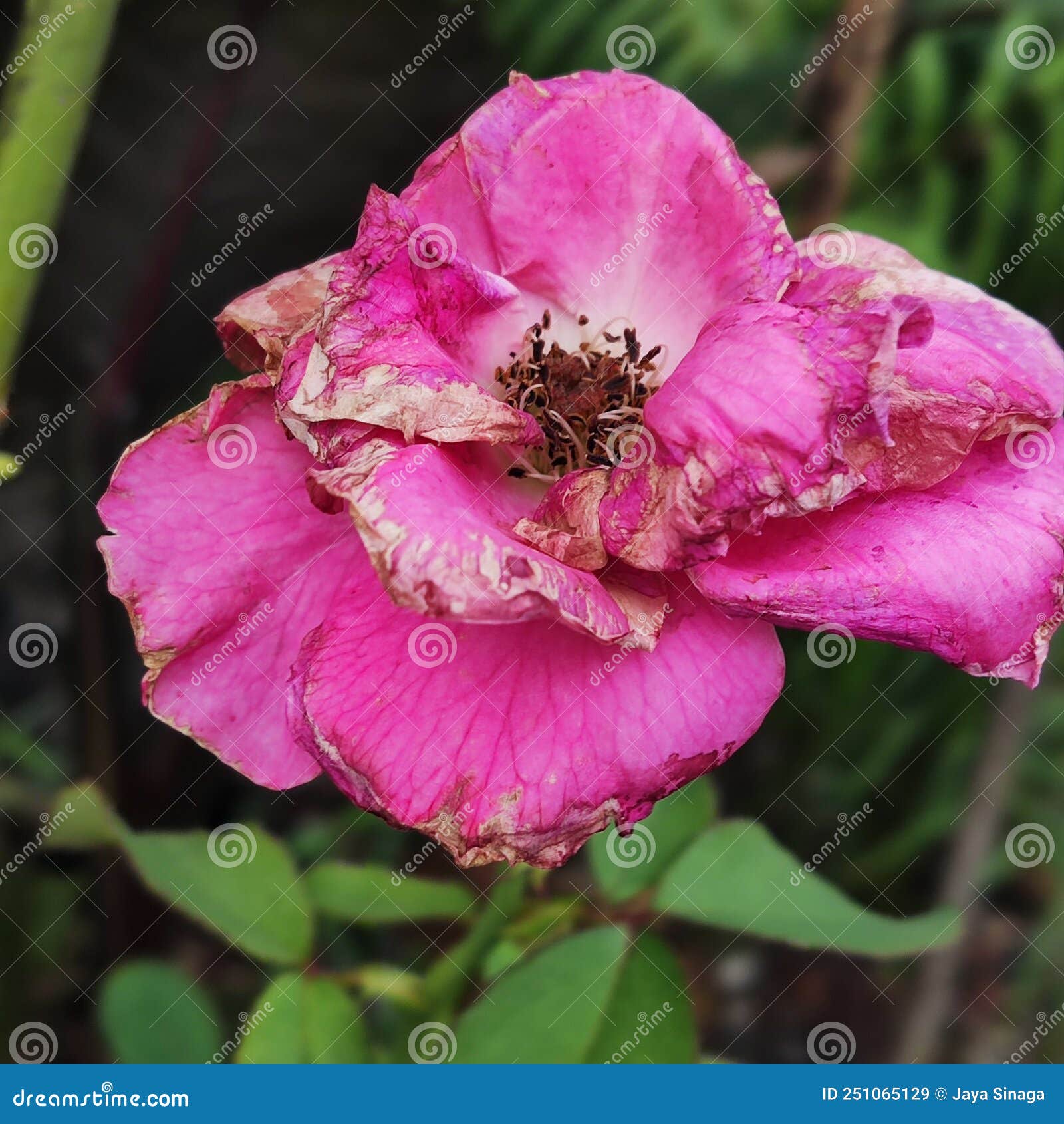 Pink rose dying stock image. Image of produce, pink 251065129