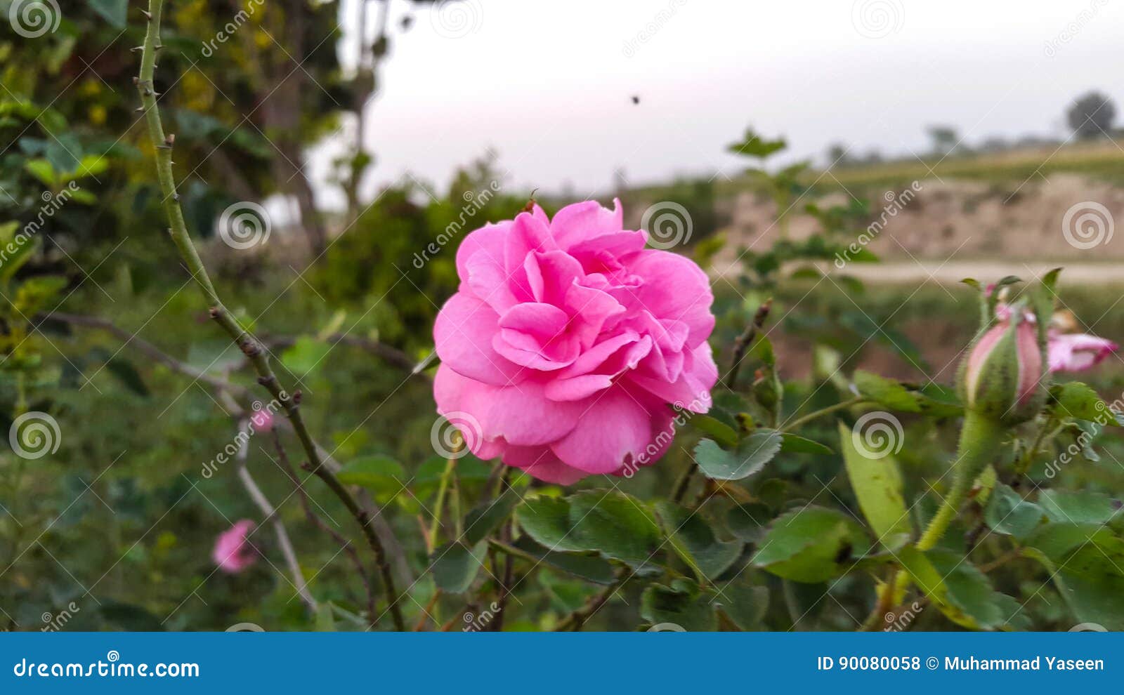 Pink Rose In The Fields Hd Stock Photo Image Of Nature 90080058