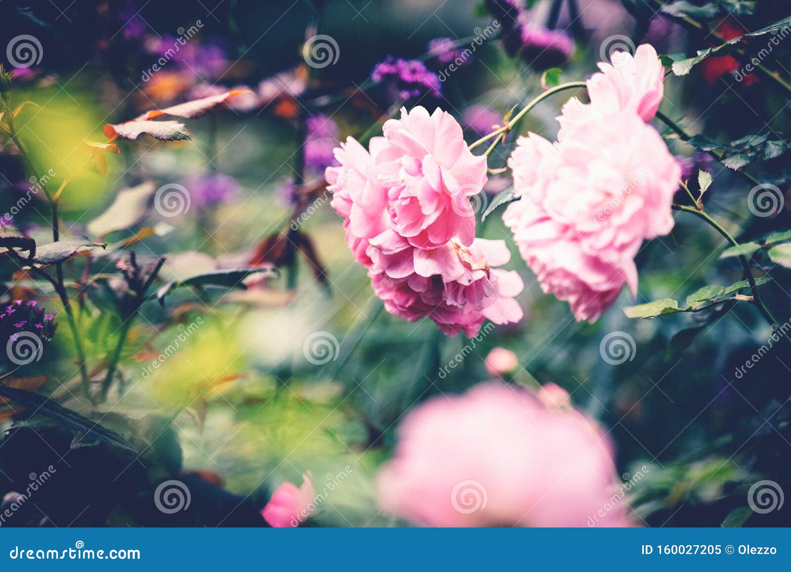 Gorgeous Pink Rose Flower in the Autumn Garden, Image with Soft Focus ...