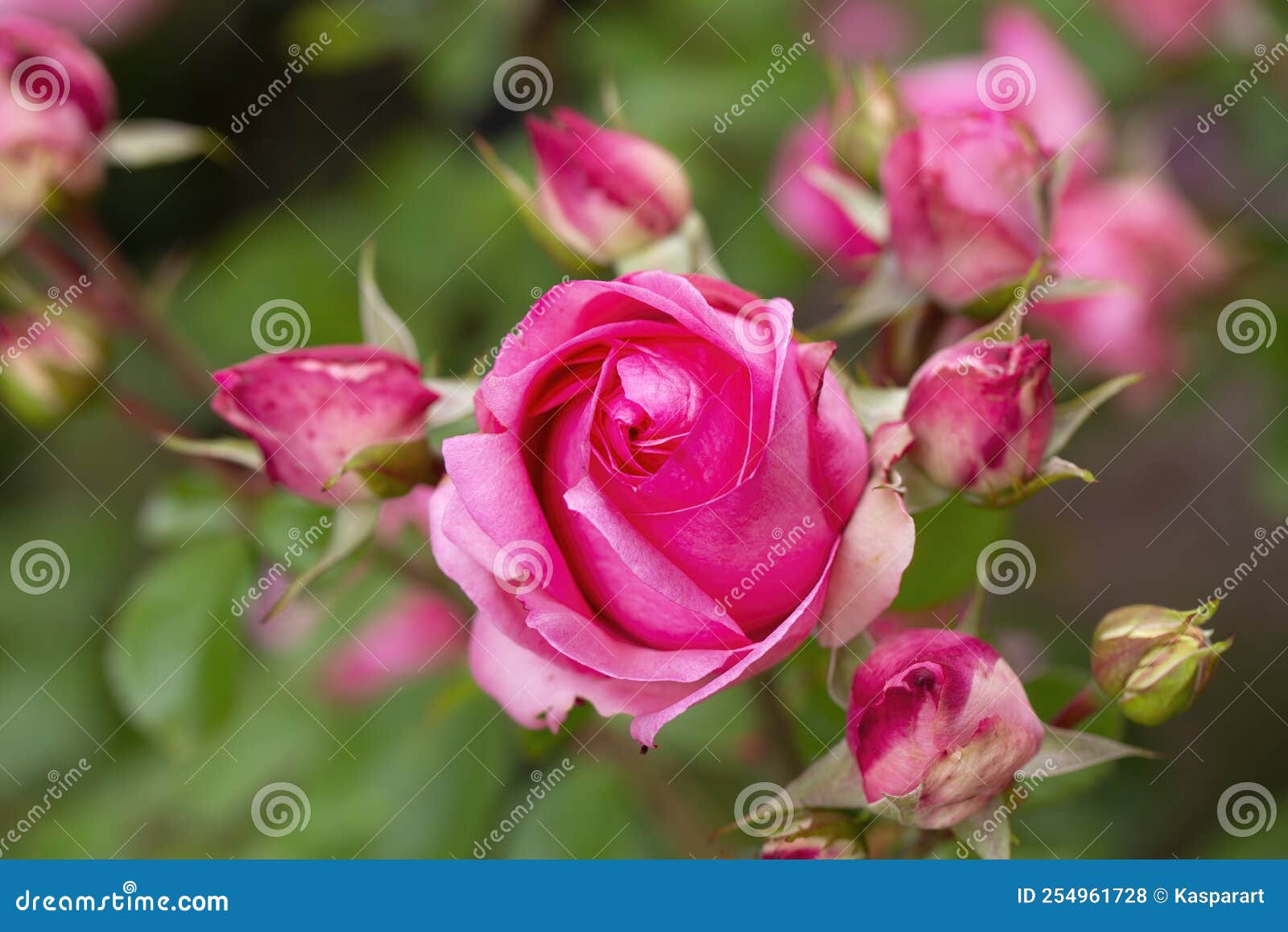 Pink Rose Flower Bloom in the Garden Stock Photo Image of petal