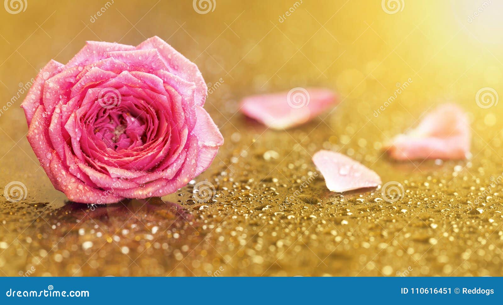 540 Rose Gold Pink Birthday Banner Stock Photos Free & RoyaltyFree