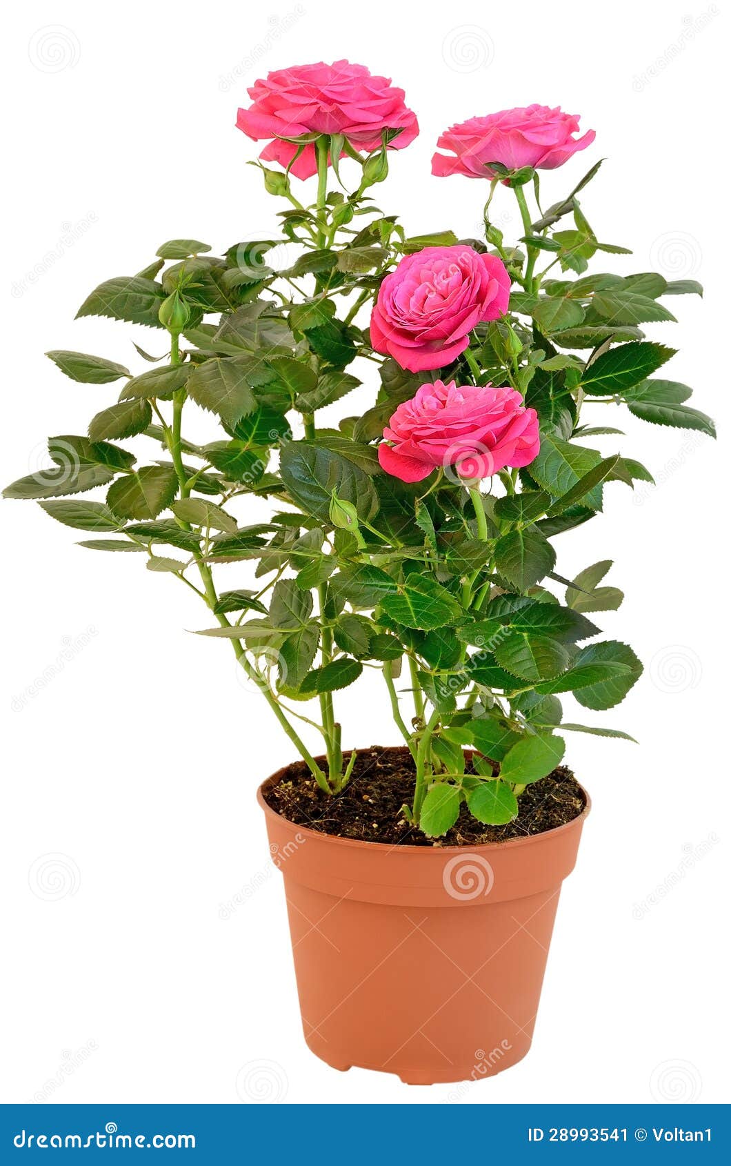 pink rose in the flower pot