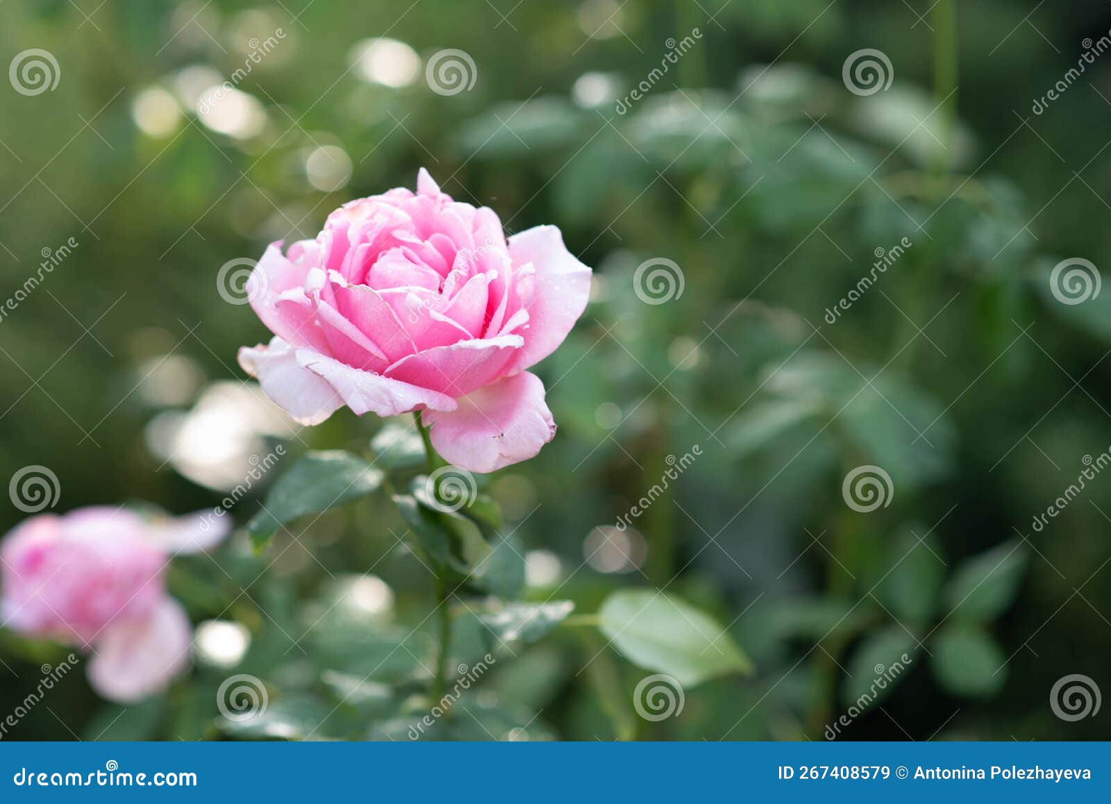 Pink Rose Flower in Roses Garden. Soft Focus Stock Image Image of