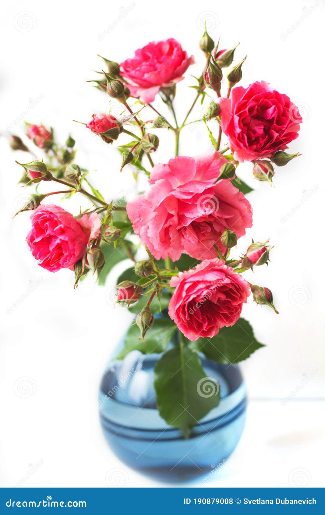 Pink Rose Flower in a Vase Isolated on White Background Stock Photo