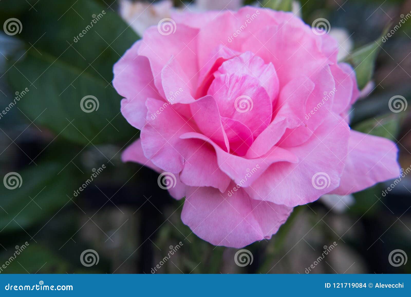 Light pink rose flower. stock photo. Image of biology - 121719084 Light pink rose flower. stock photo. Image of biology - 121719084