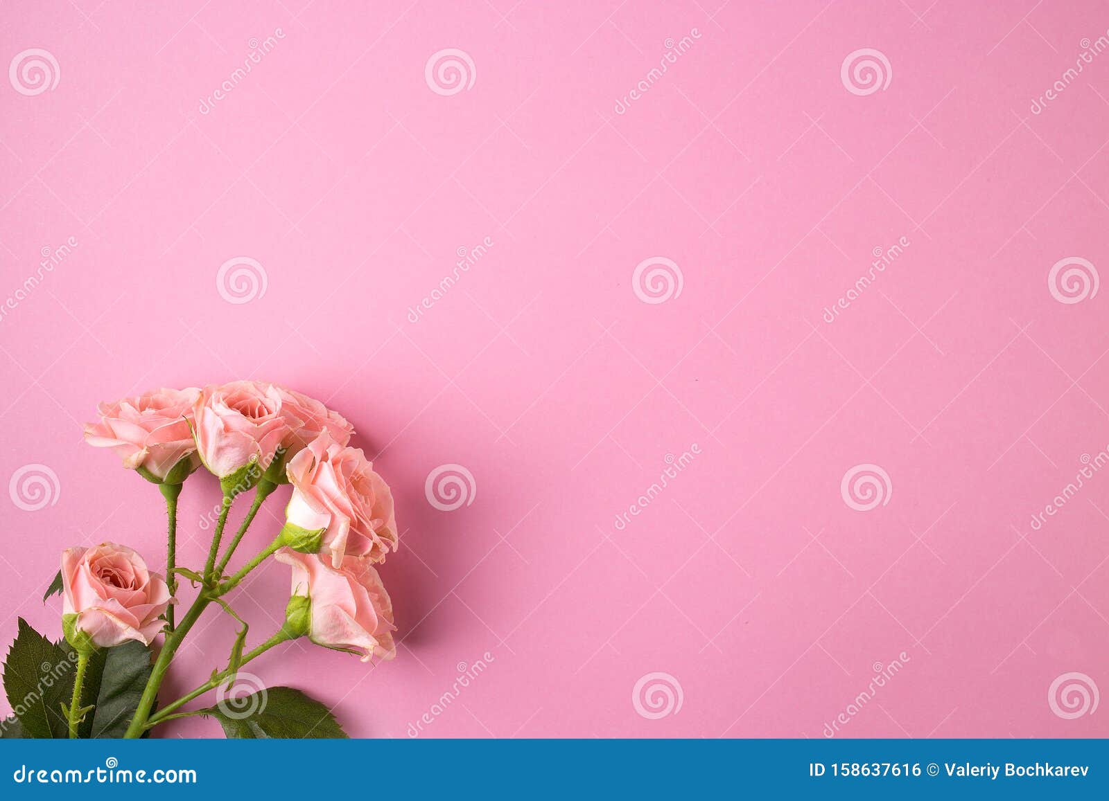Một bức ảnh tuyệt đẹp của những bông hoa hồng màu hồng nổi bật trên nền pastel hồng nhẹ nhàng sẽ khiến bạn phải trầm trồ và cảm nhận được sự yêu đời. Đừng bỏ lỡ cơ hội này để ngắm nhìn những hình ảnh đầy mê hoặc liên quan đến hoa hồng và pastel hồng.