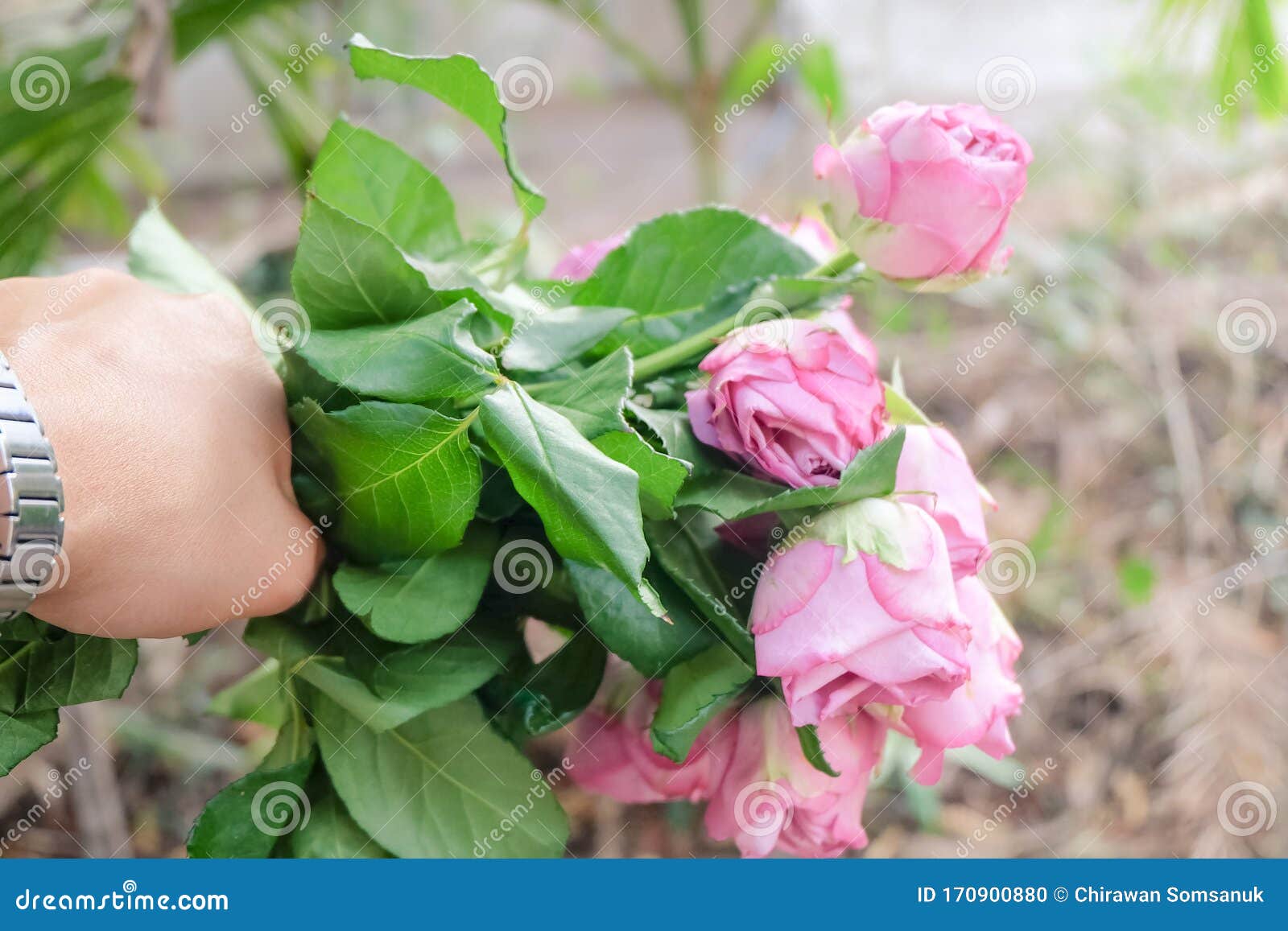 Pink Rose Flowers in Valentine`s Day Concept Stock Photo - Image of ...