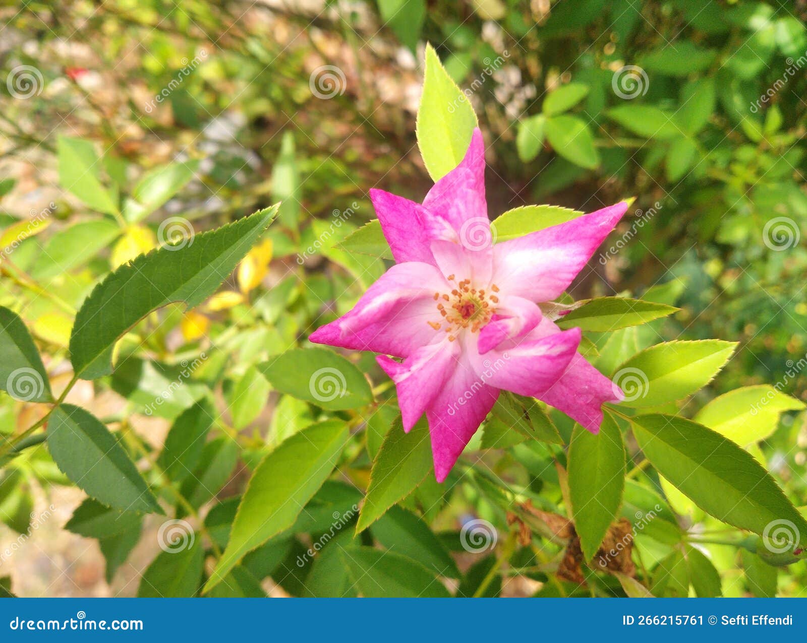 Pink rose flowers, vines stock image. Image of blossom 266215761