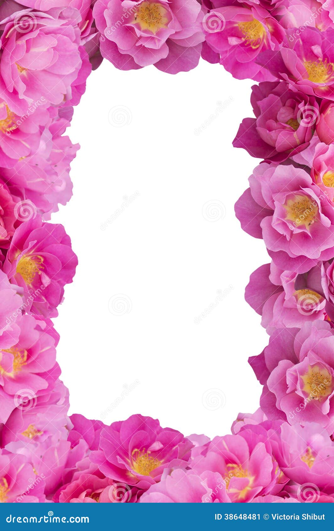Pink Rose Frame ,flowers Border,frame,isolated Stock Image - Image of