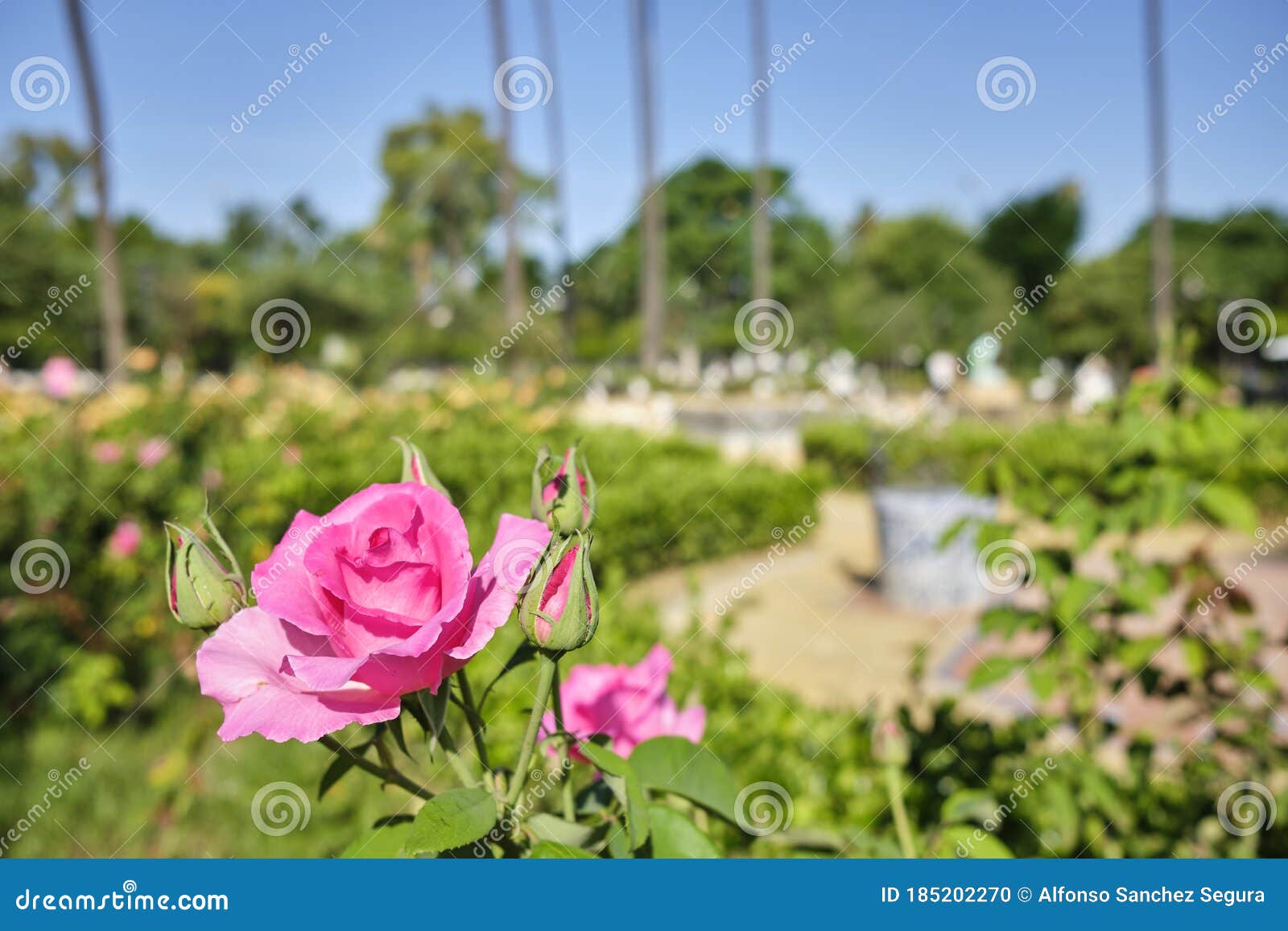 pink rose in a garden with some palm trees in the background