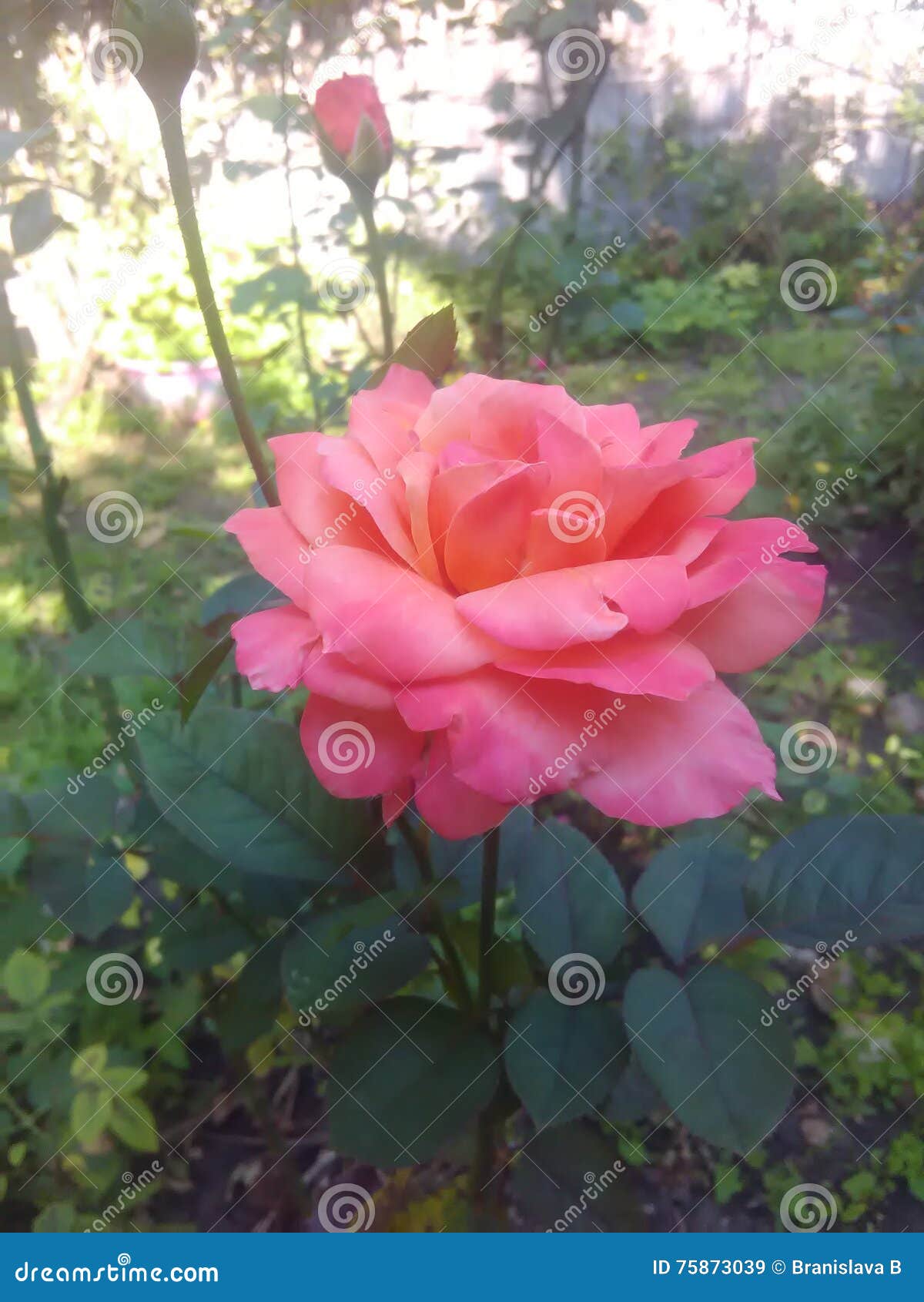 pink rose in garden