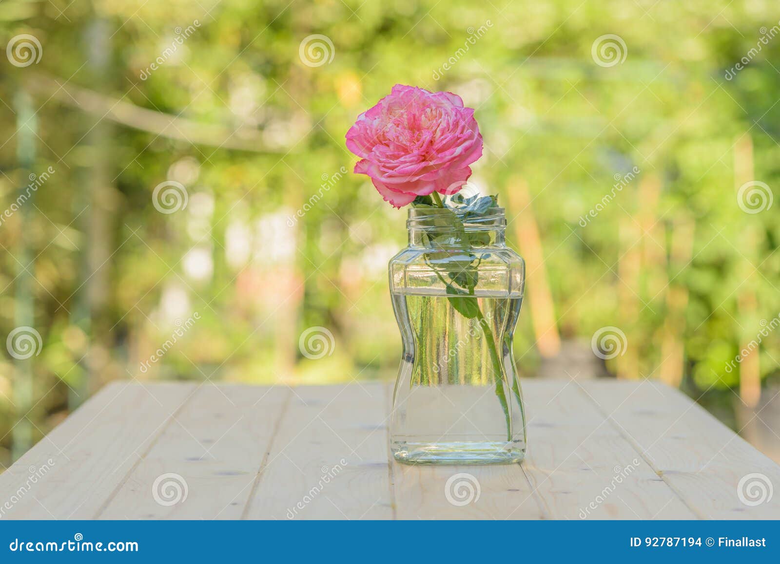 Pink rose in glass jar stock photo. Image of bloom, bright 92787194