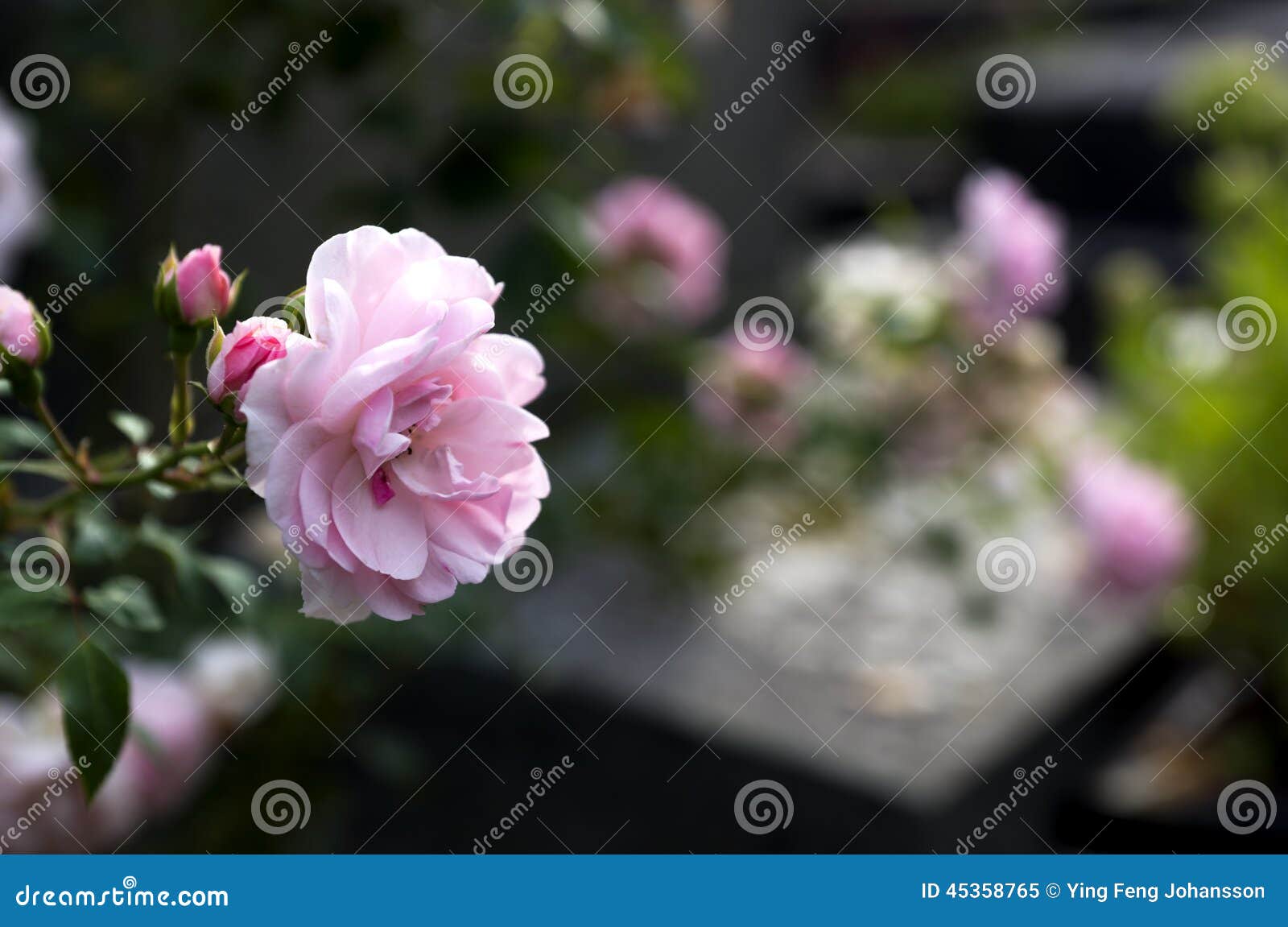 Pink rose on grave stock image. Image of tomb, memorial 45358765