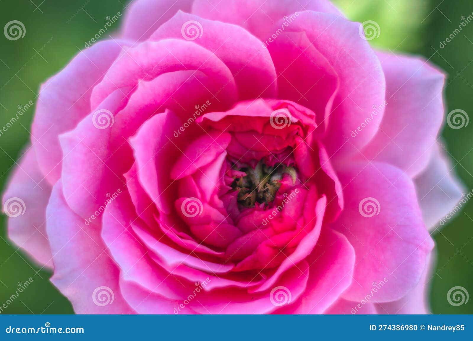 A Pink Rose with a Green Center and a Green Center. Stock Photo Image