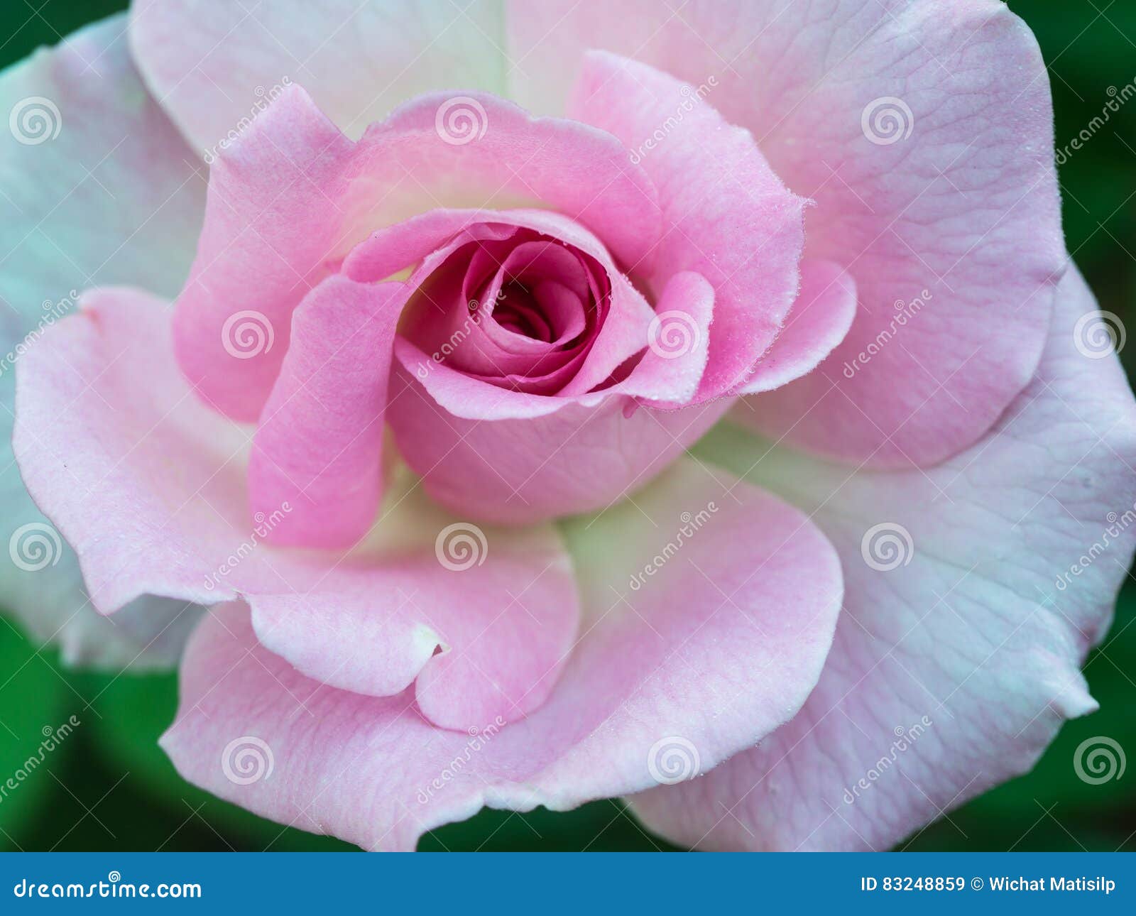 Pink Rose on the Ground stock image. Image of beautiful 83248859