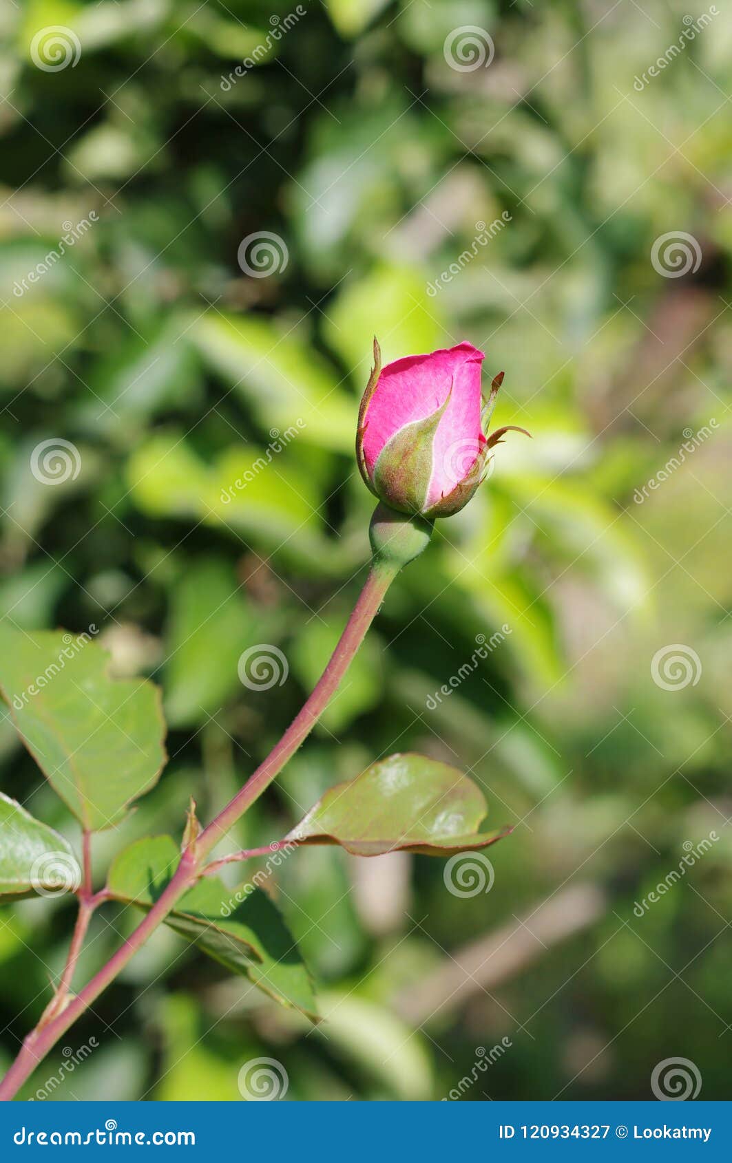 pink rose` bud growing