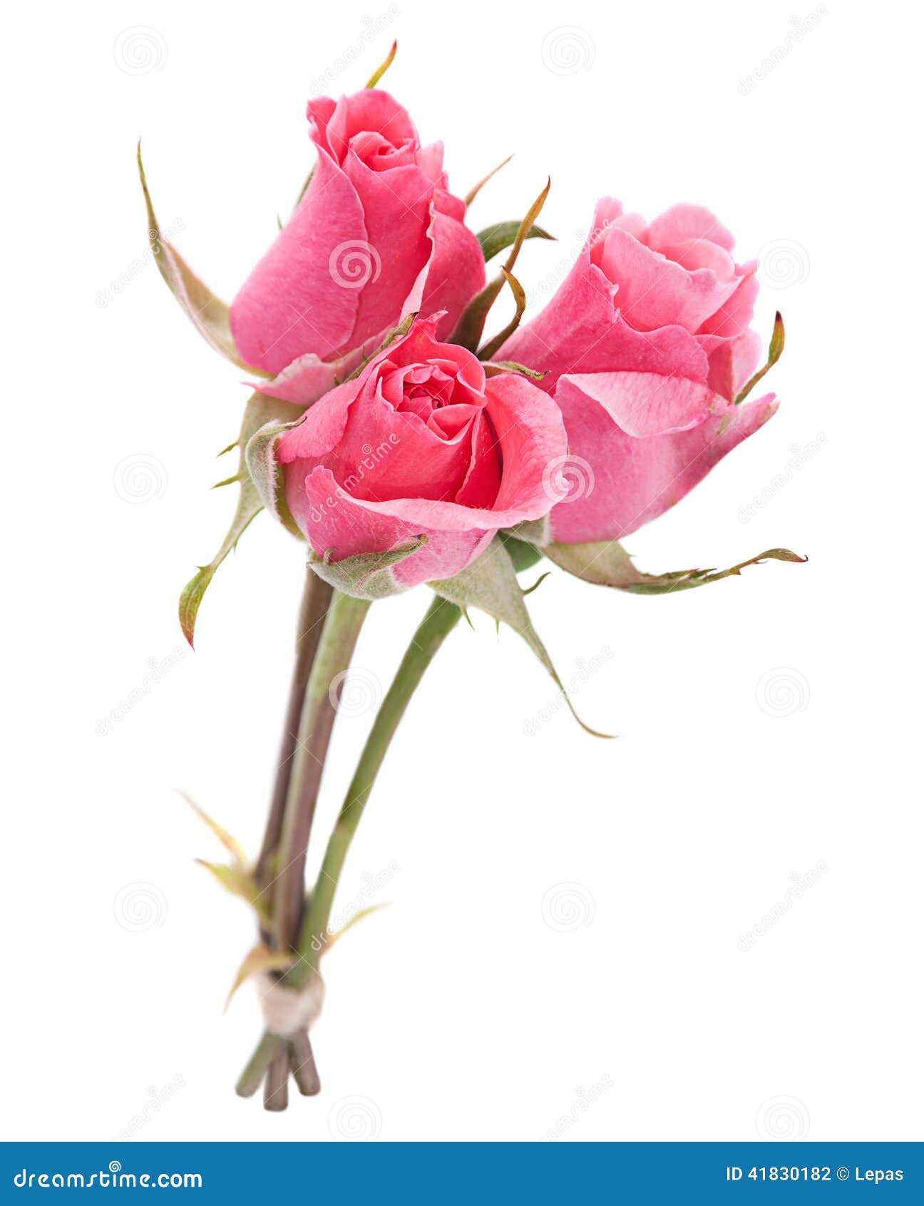 Pink rose head stock photo. Image of pink, valentine - 41830182