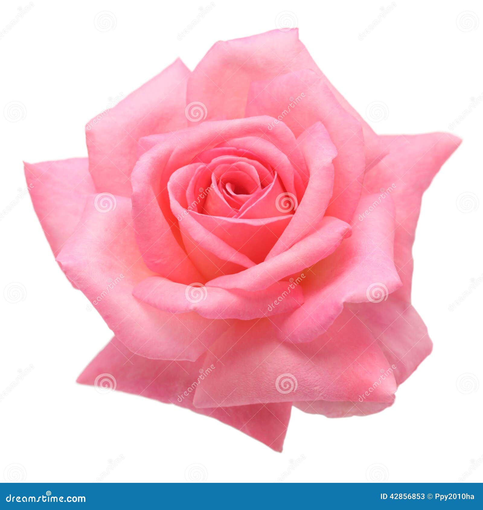 pink rose