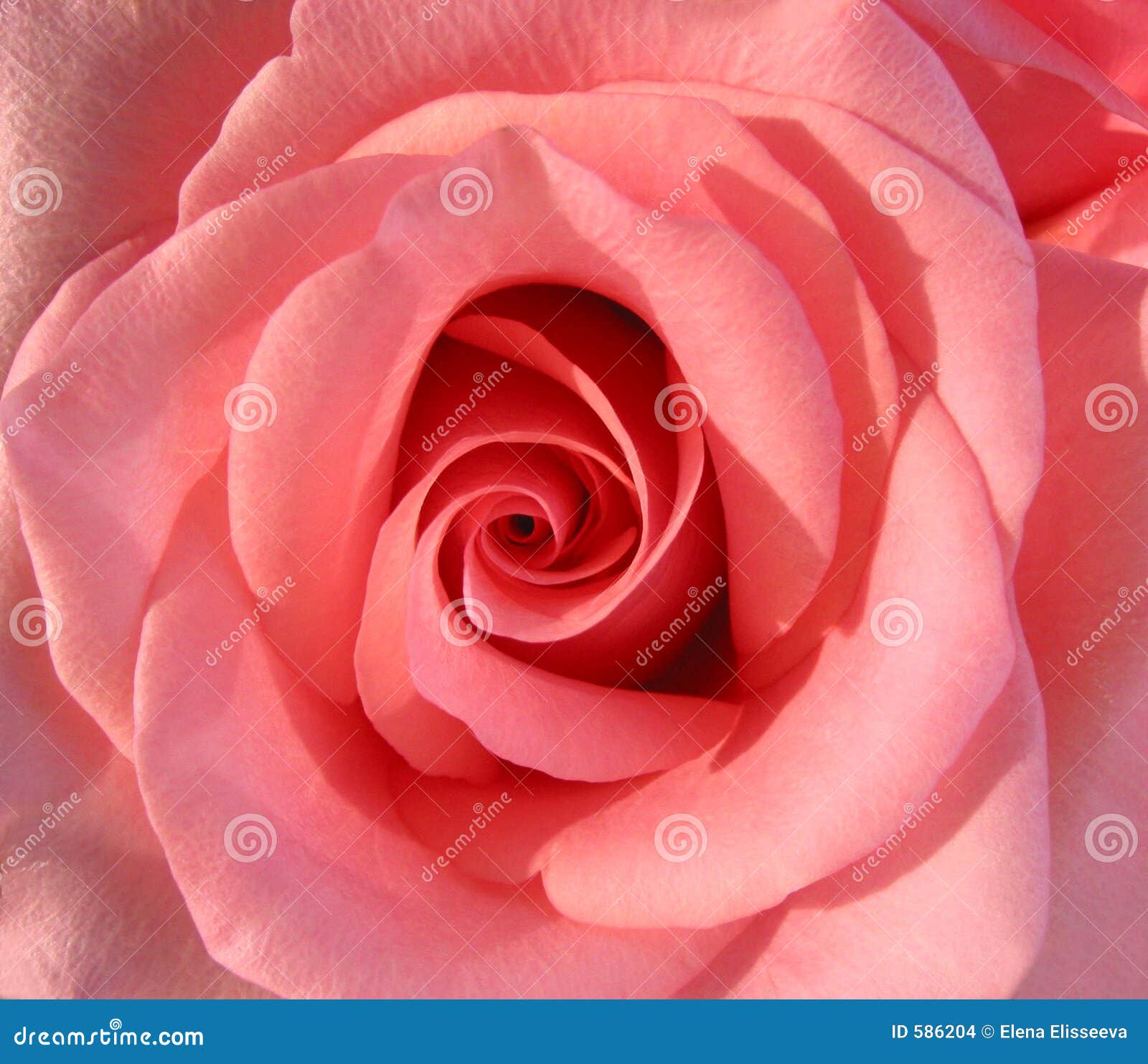 Pink Rose Macro Stock Photo Image Of Closeup T Petals 586204