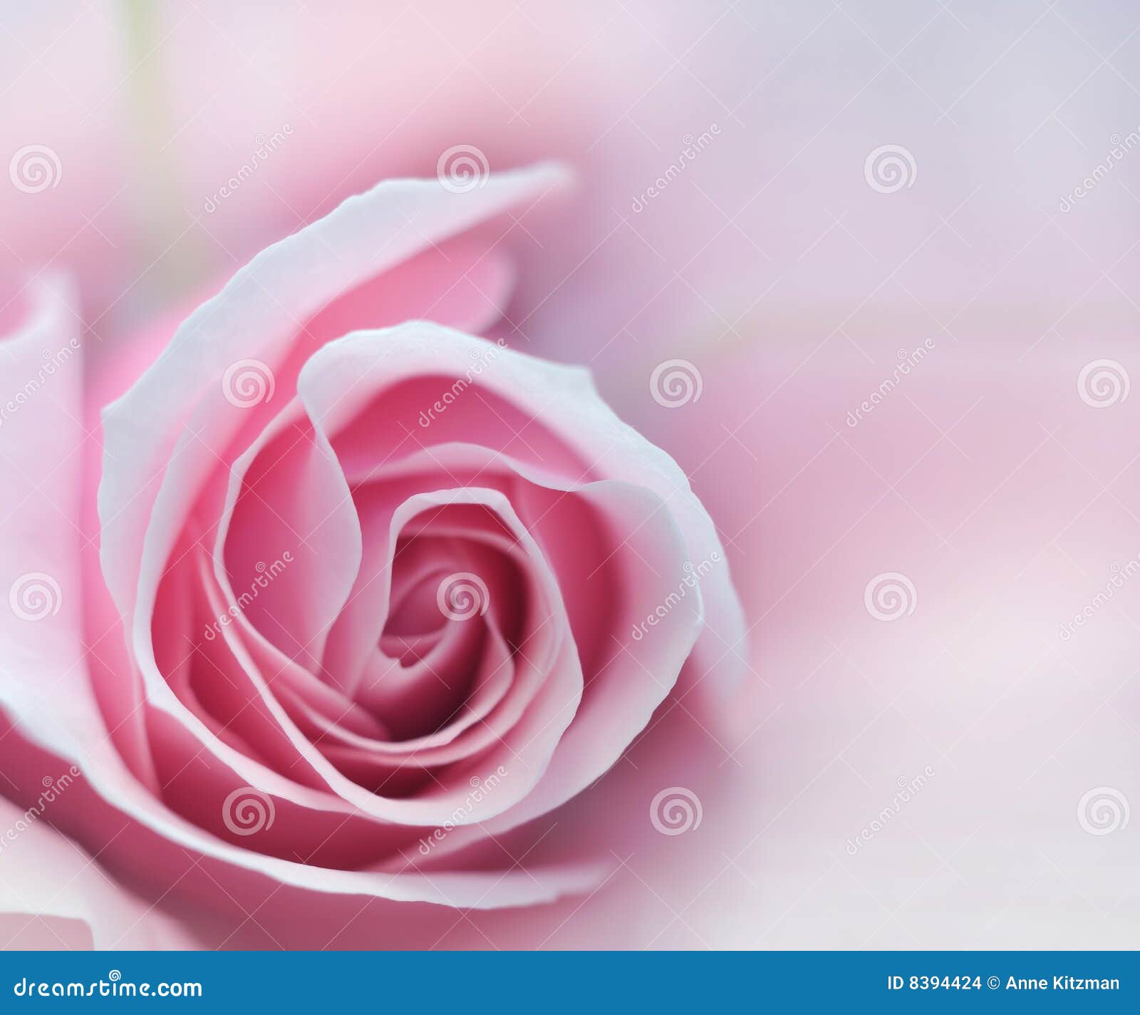 Pink Rose Macro Stock Photo Image Of Nature Blooming 8394424