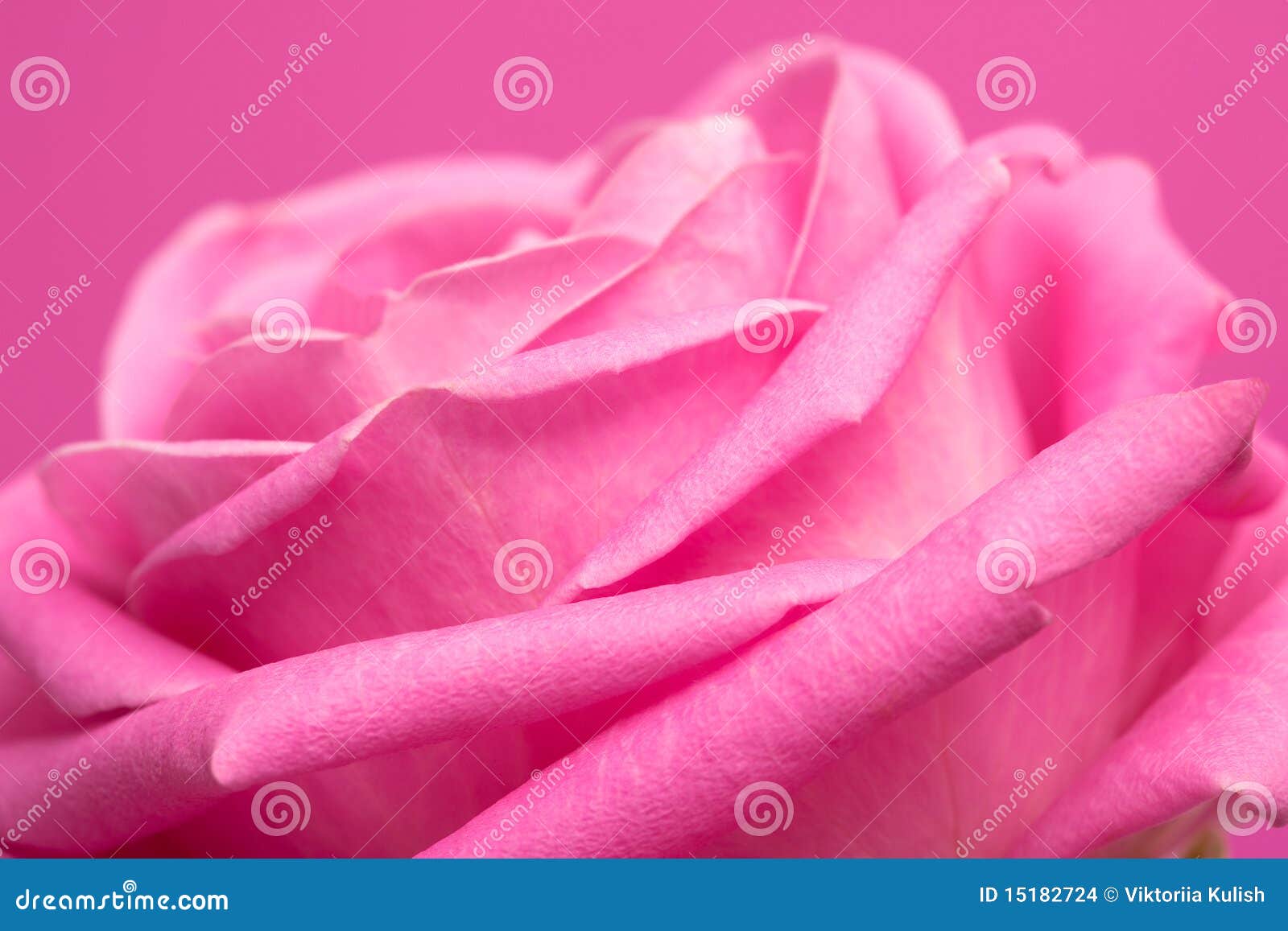 18,799 Magenta Rose Stock Photos - Free & Royalty-Free Stock Photos from  Dreamstime
