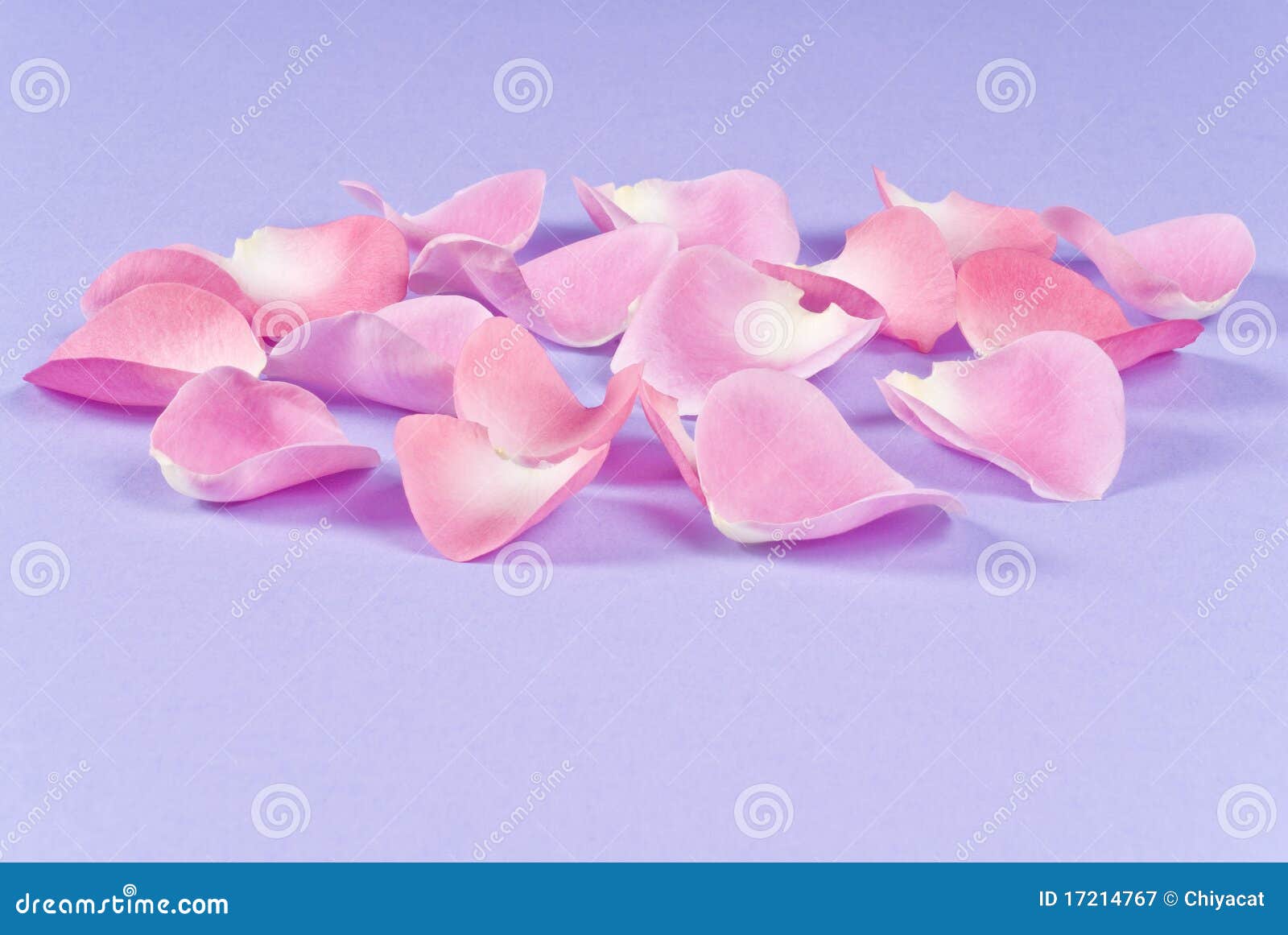Pink Rose Pedals stock image. Image of scented, part 17214767