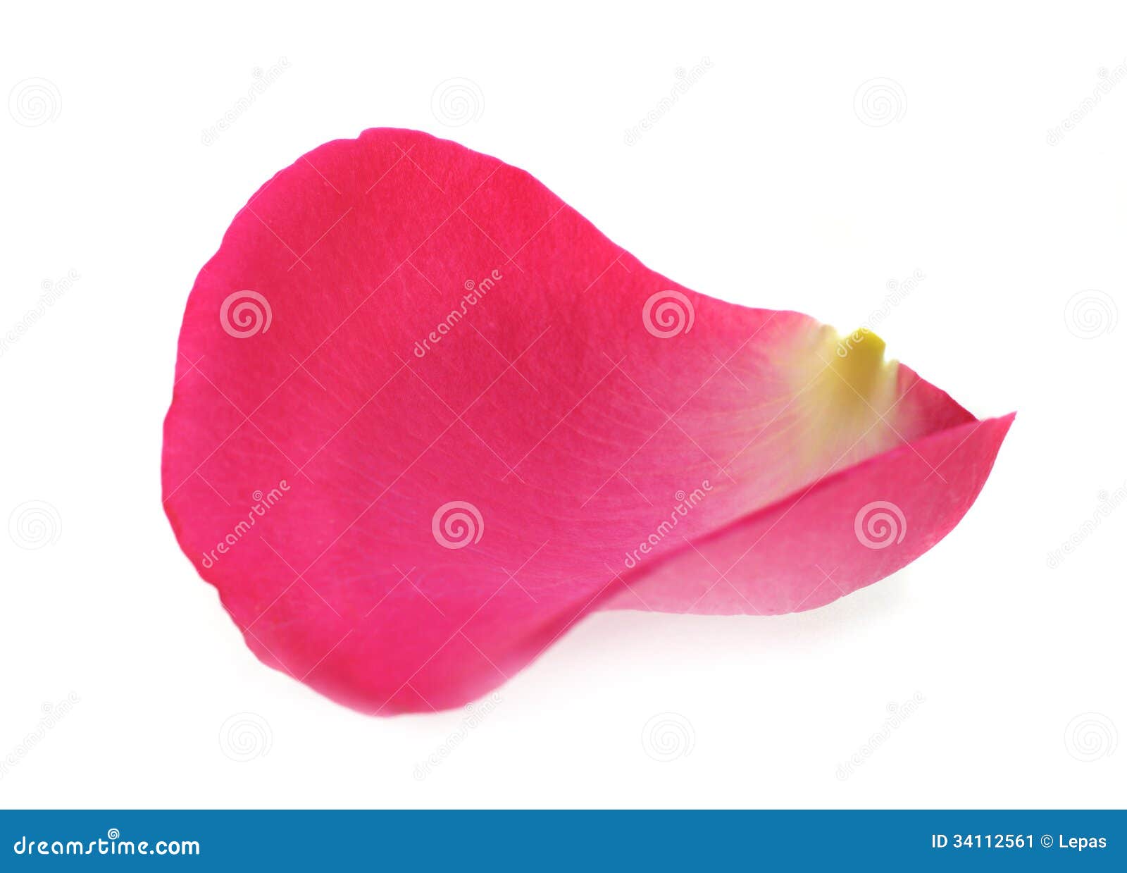 Pink rose petal stock image. Image of flower, object - 34112561